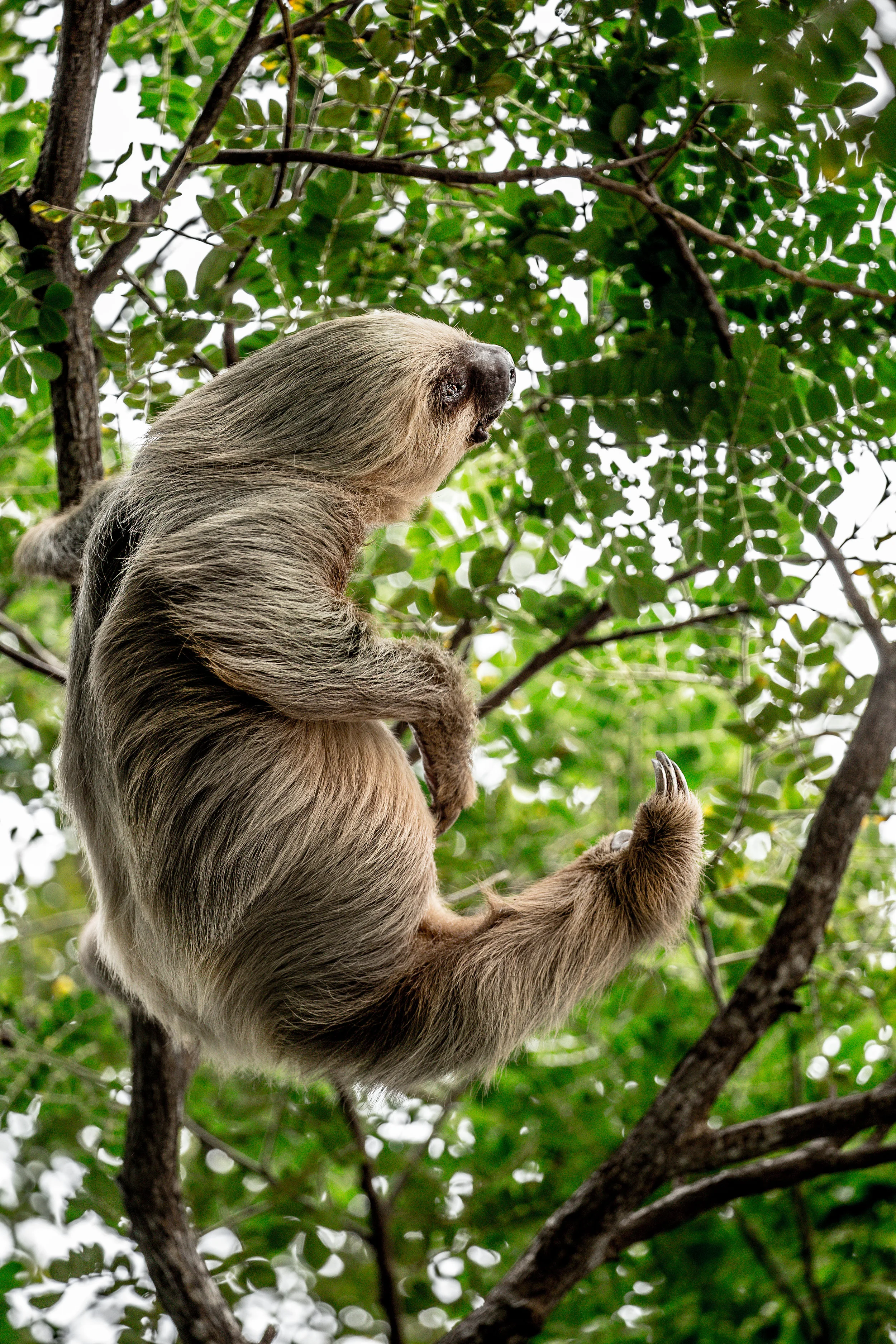 2 toed sloth.jpg