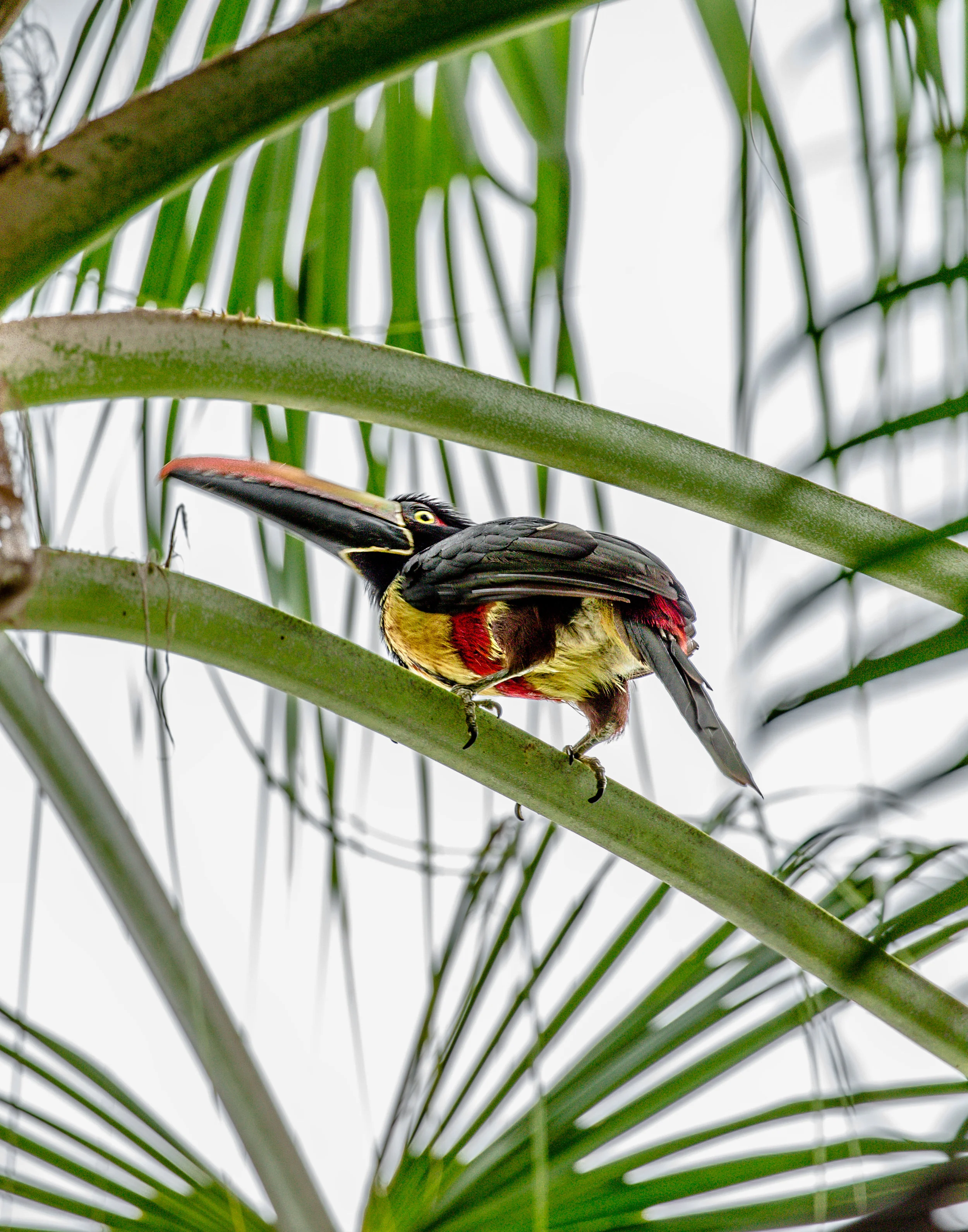 tucan.jpg