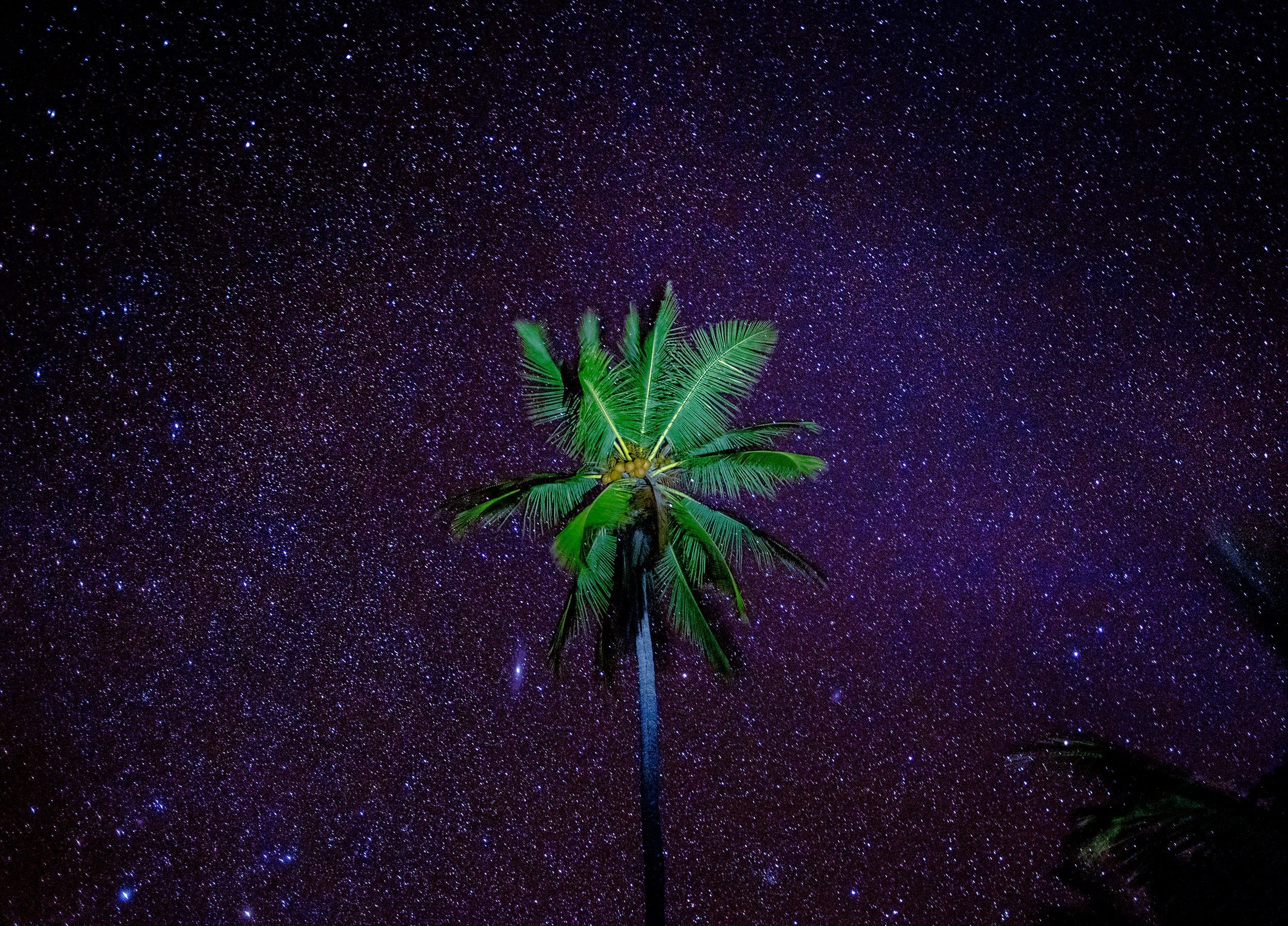Space Palm.jpg