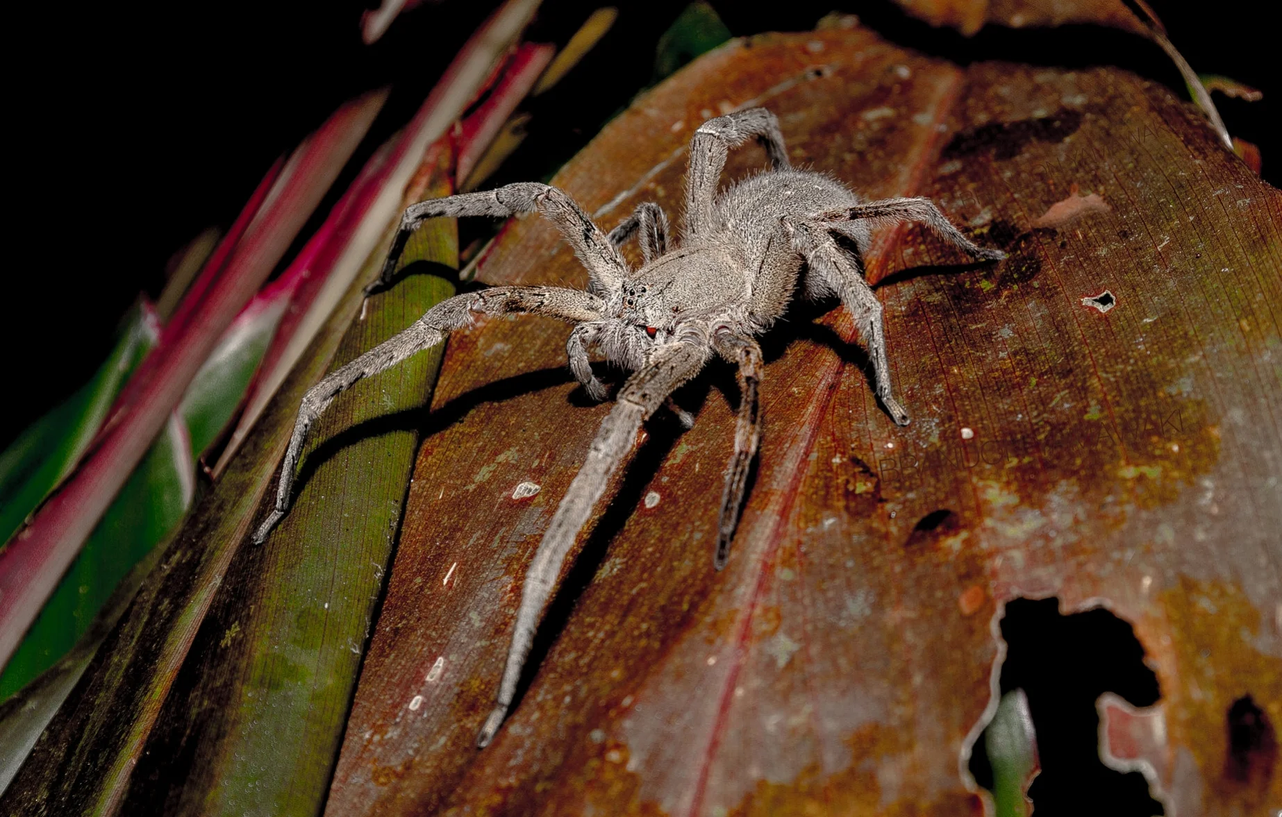 Horse Killing Spider.jpg