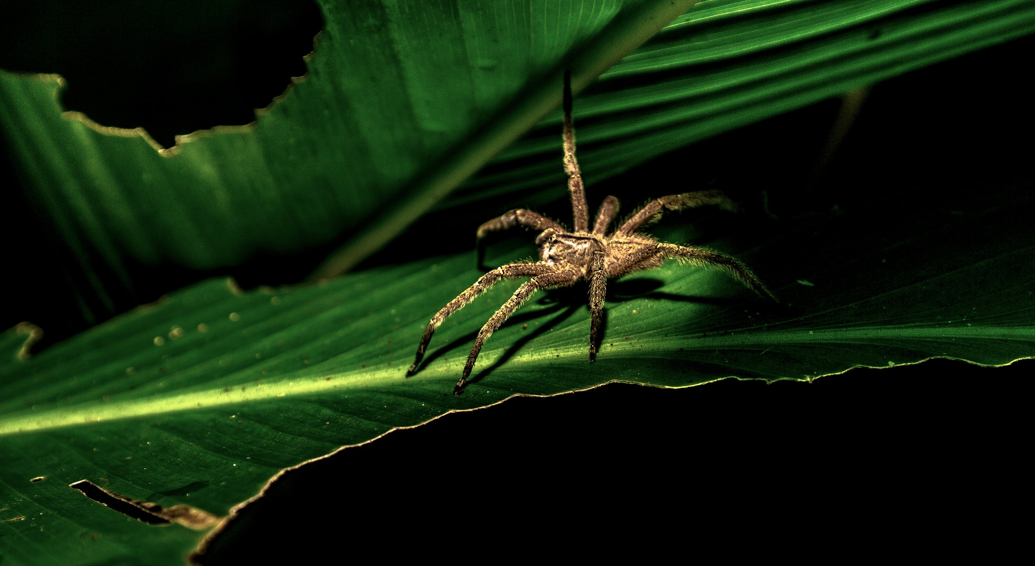 horse killing spider shadows.jpg