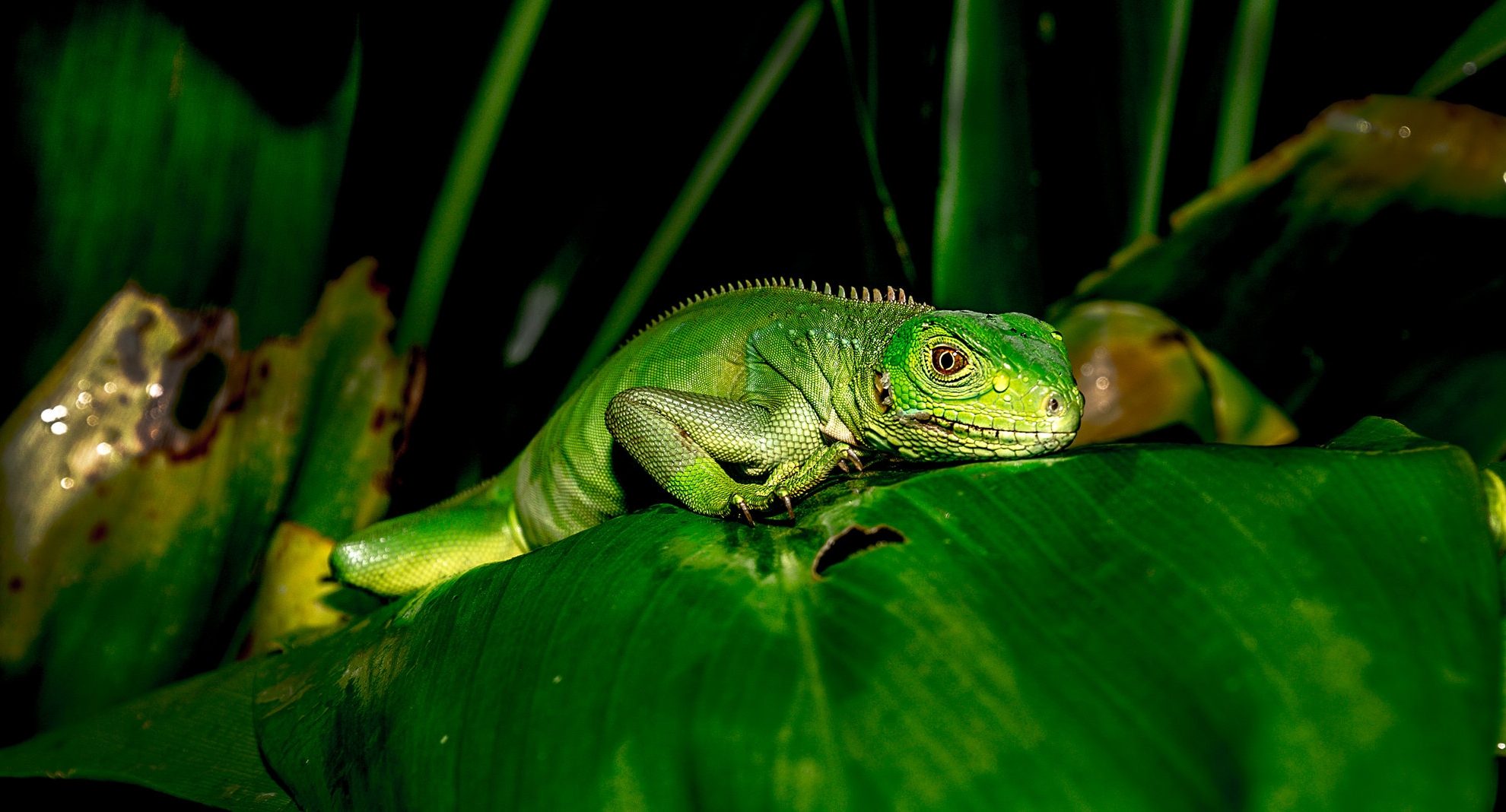 iguana sleeping.jpg