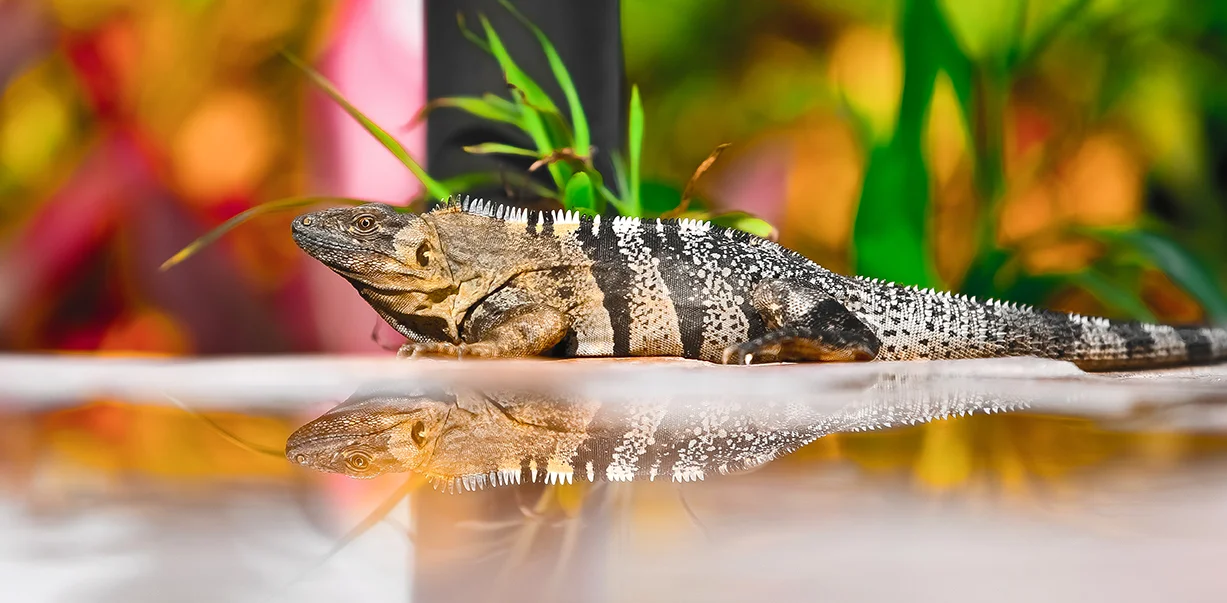 Iguana puddle Small.jpg
