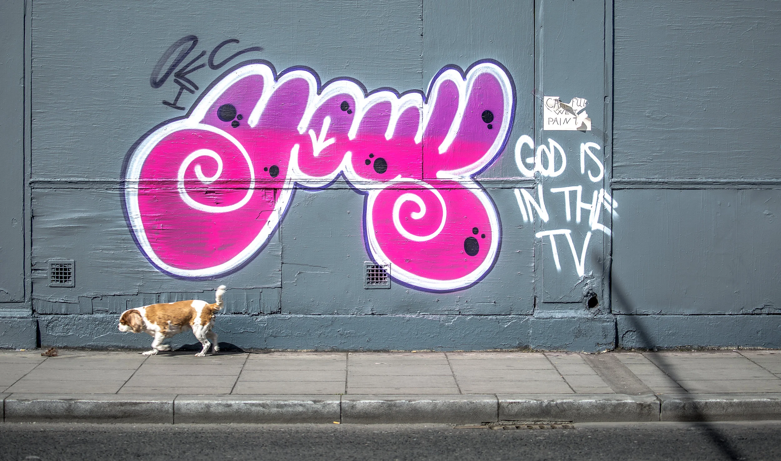 tag dog small.jpg