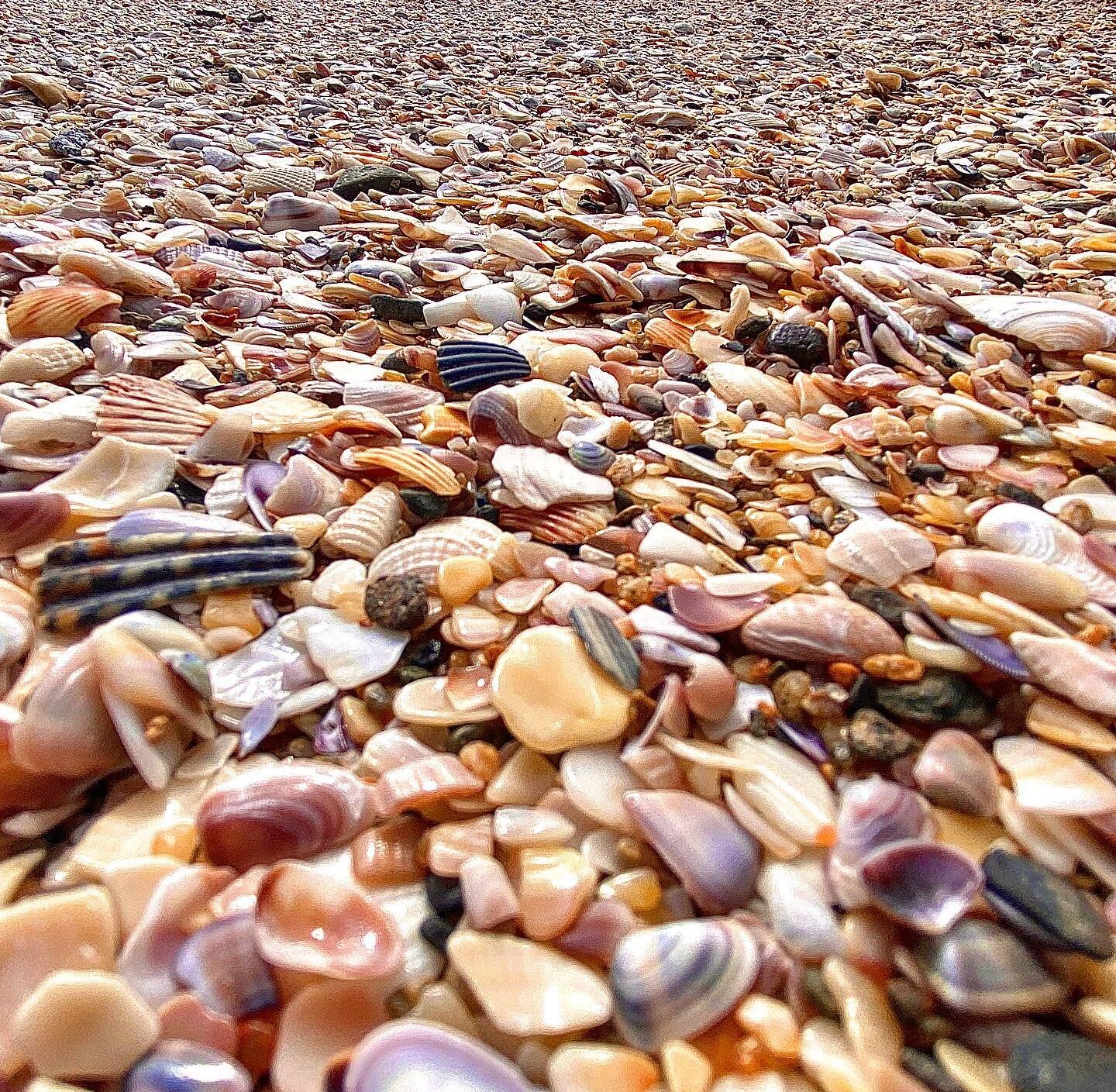 What if humans had shells to leave behind? #marinelife #texture #aftermath