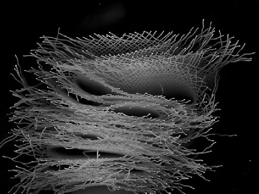 horsehair-3.jpg