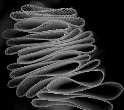 horsehair-4.jpg