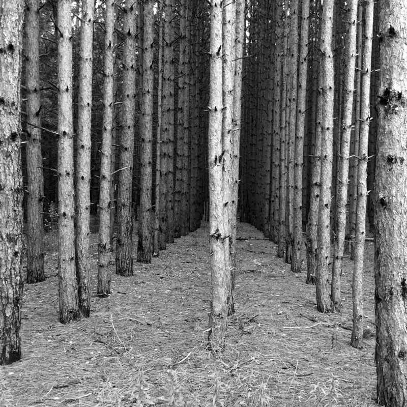 trees.jpg