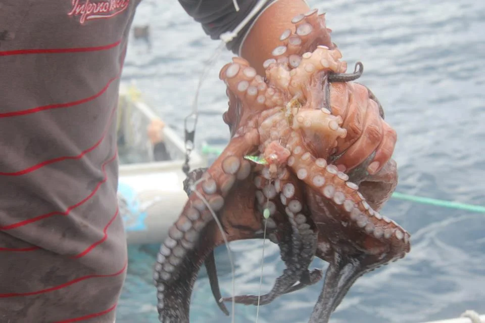 octopus_NZ.jpeg