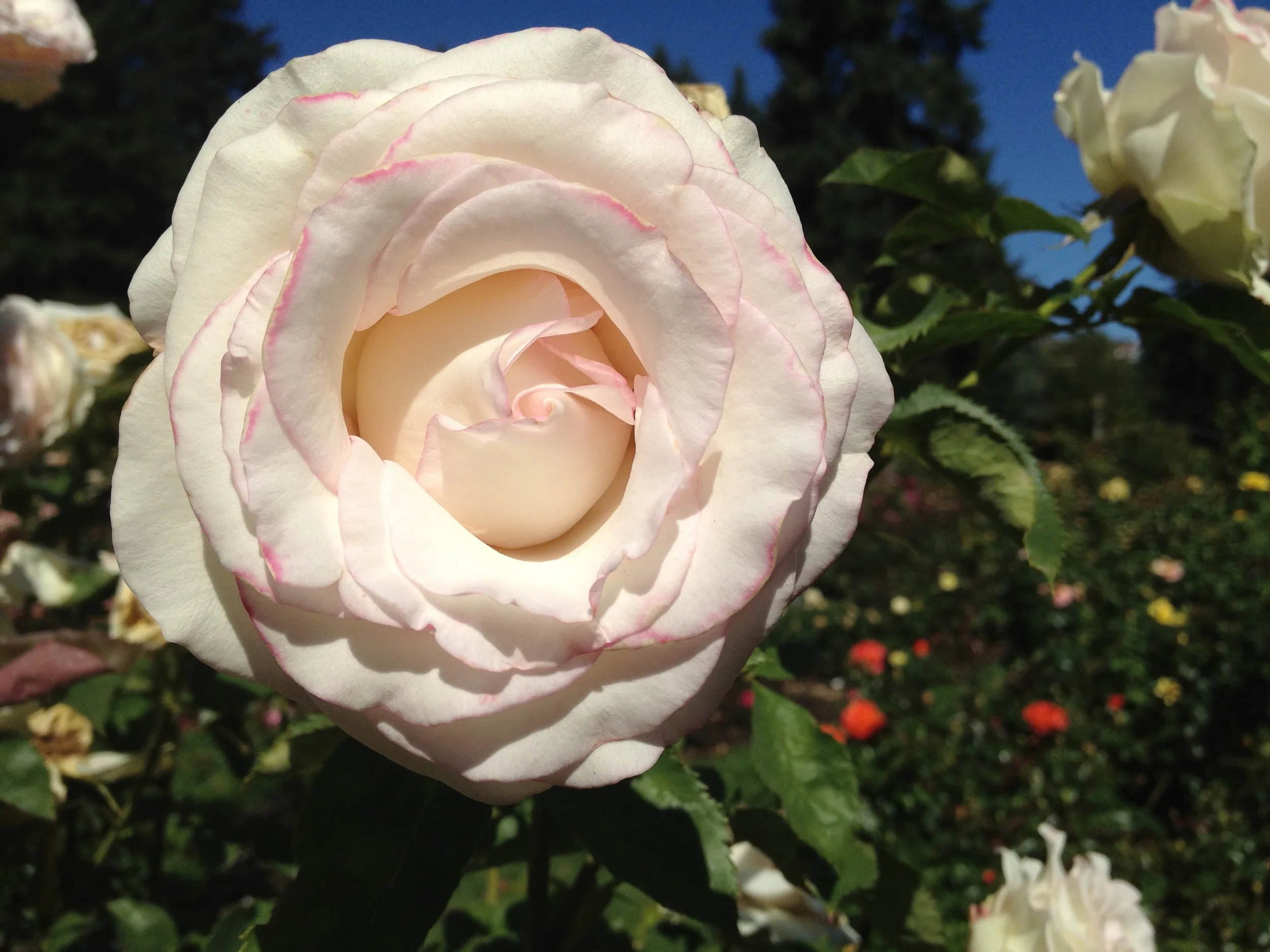 rose.jpg