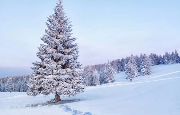 balsum-fir-snow2.jpg