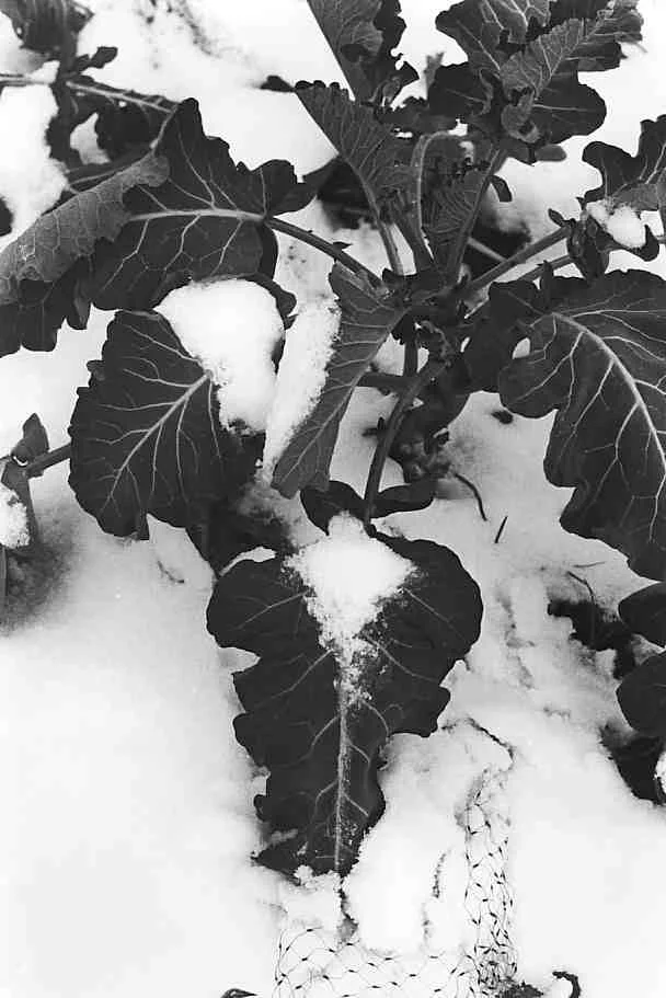 Spring Broccoli