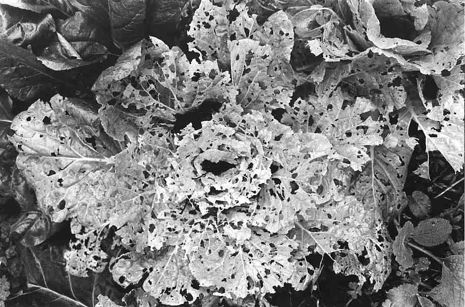 Chinese Cabbage