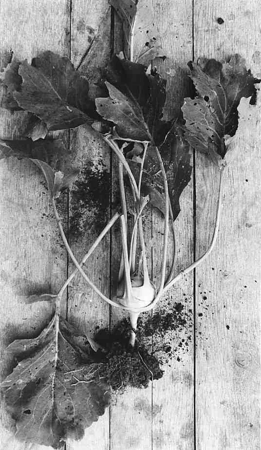 Kohl Rabi