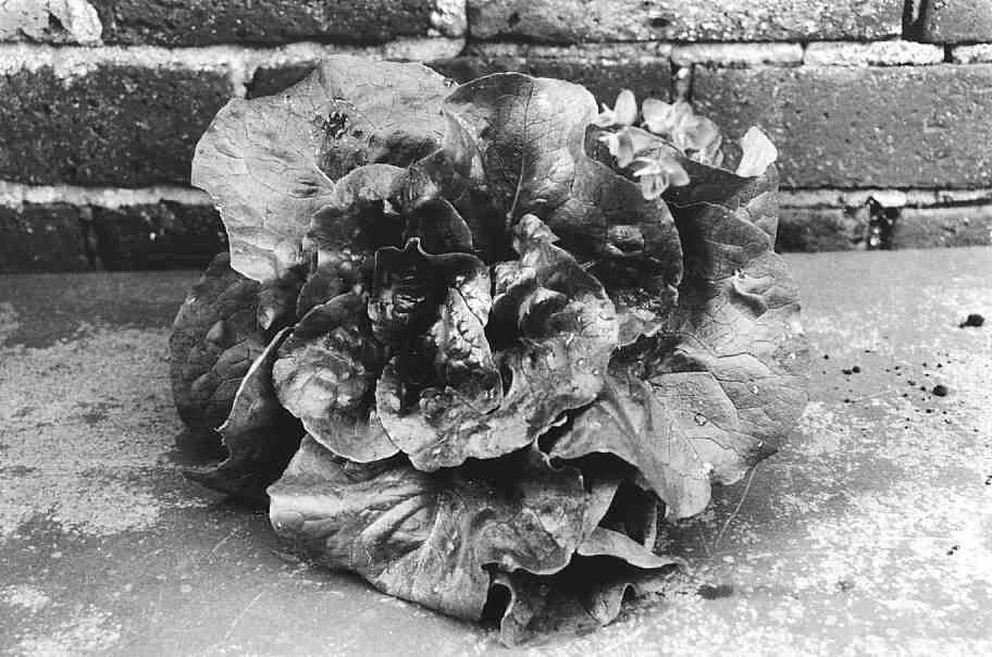 Lettuce 1