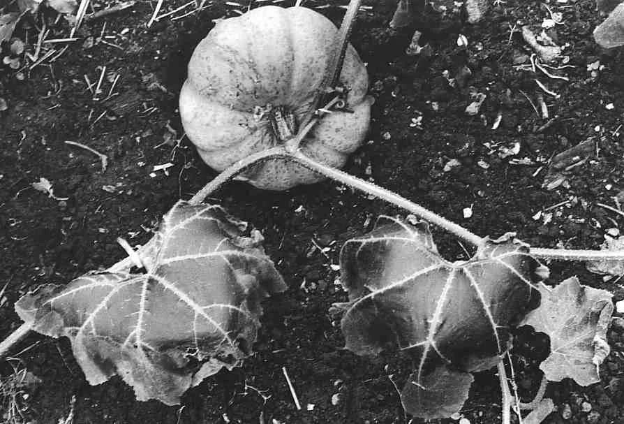 Pumpkin at first frost