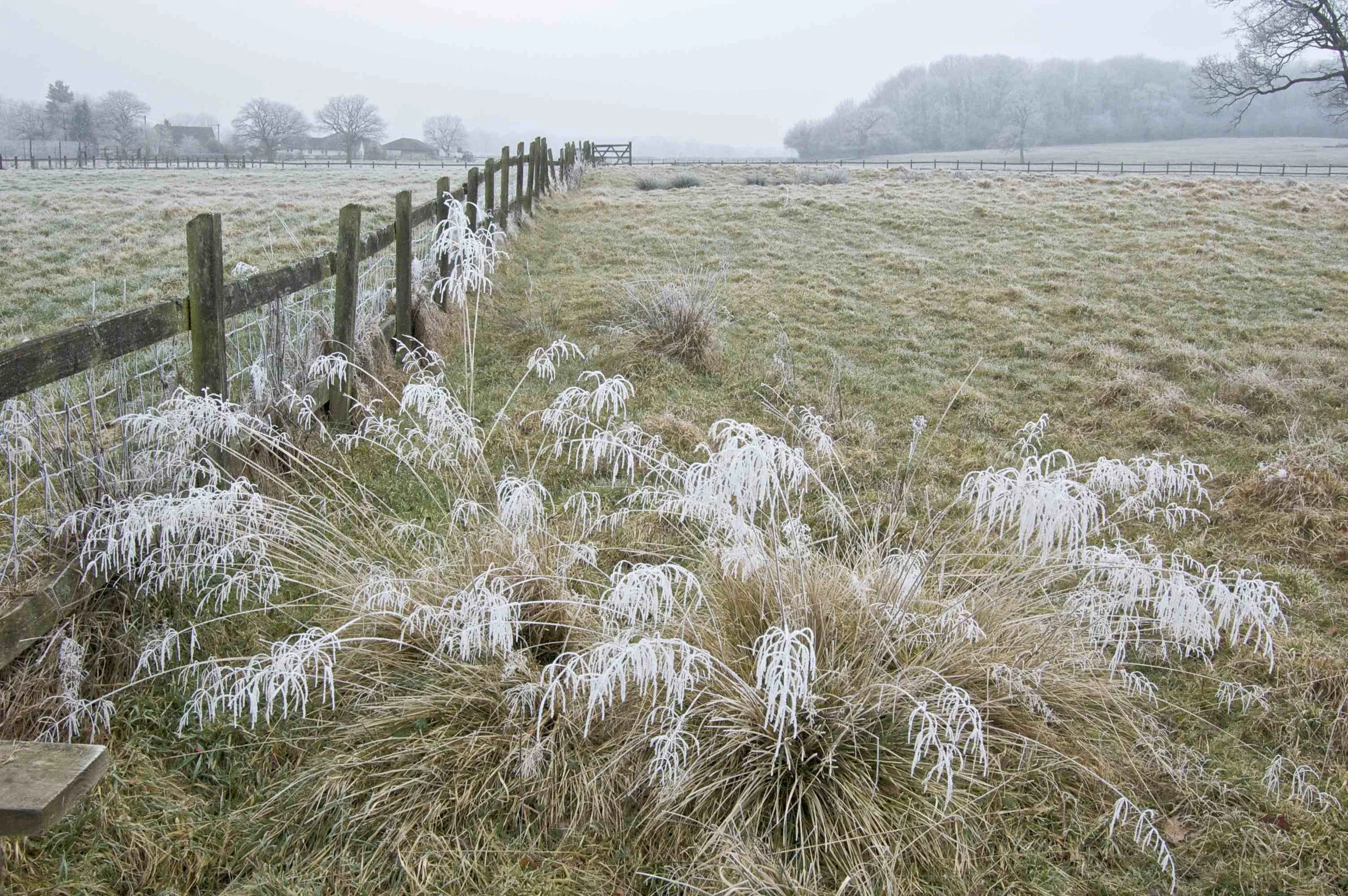 Frosted Grasses