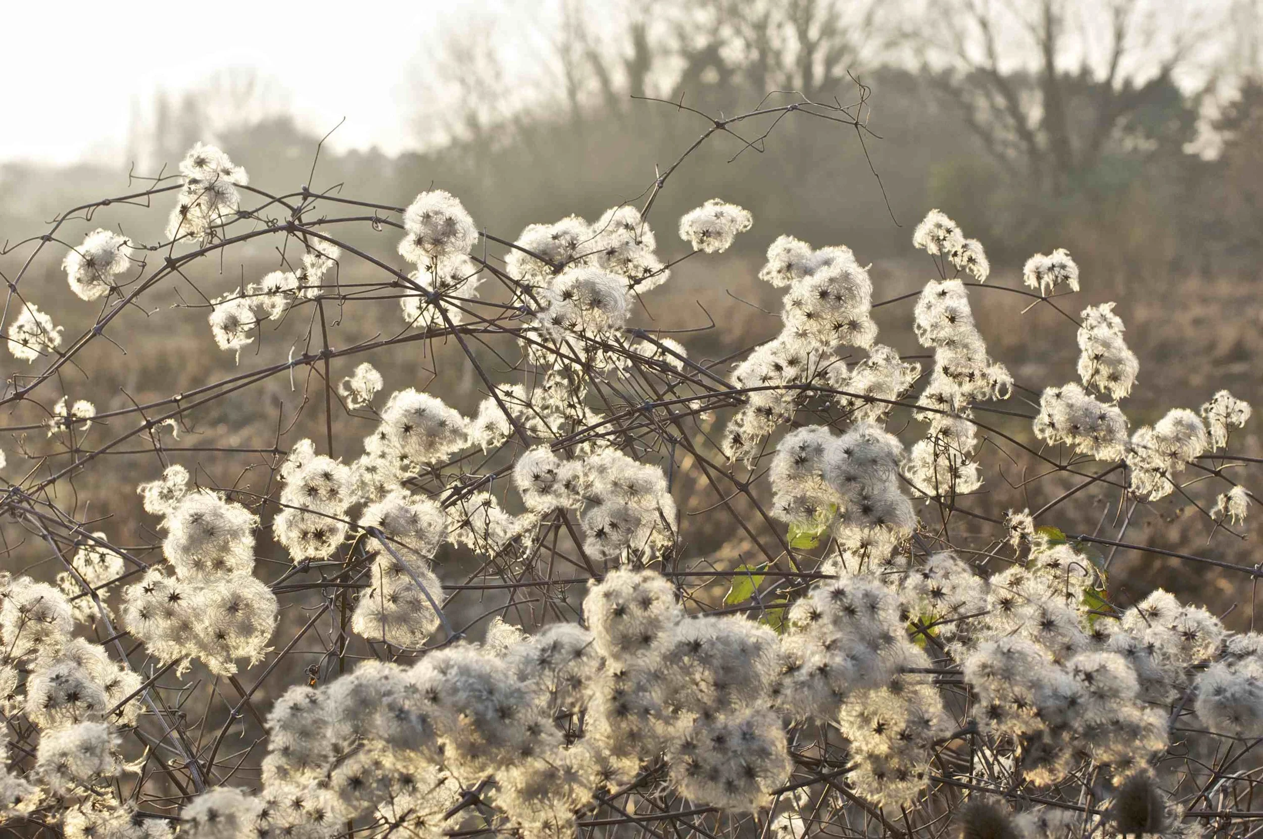 Wild Clematis in setting sun