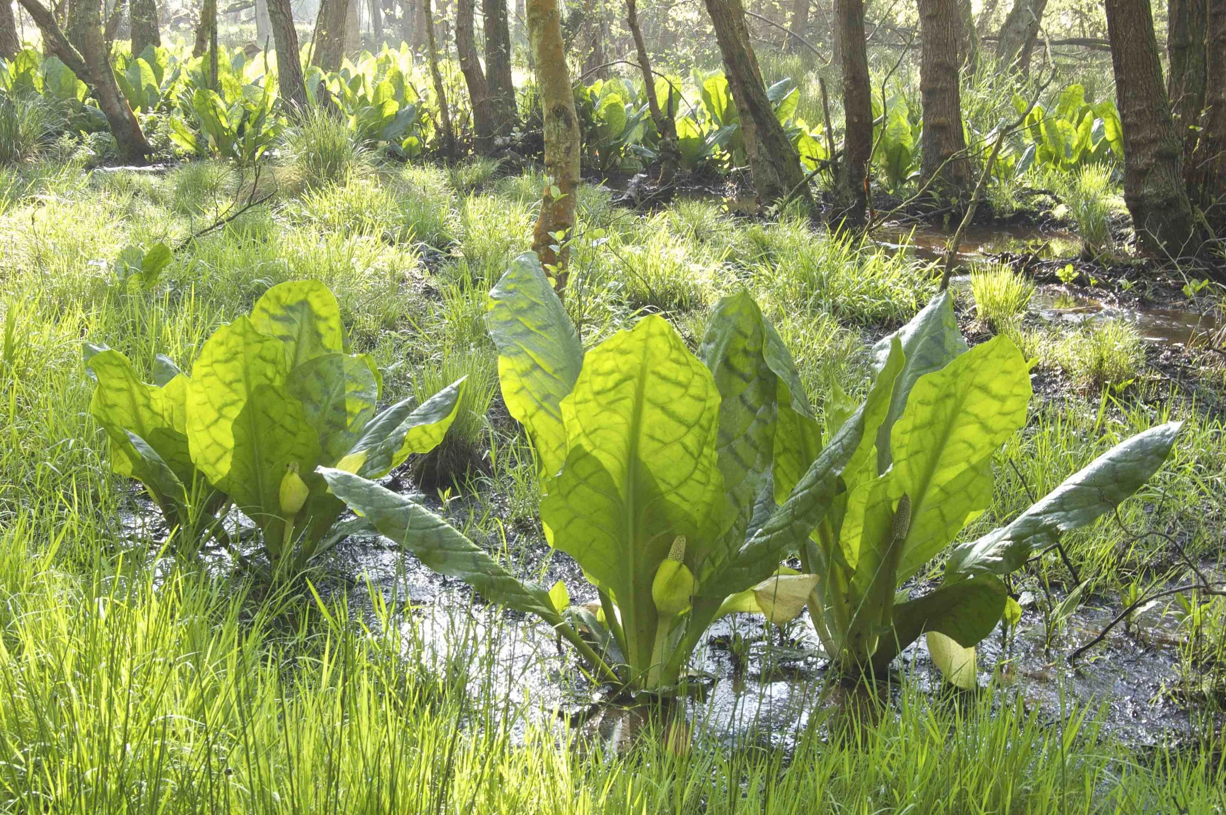Wood with American Skunkweed