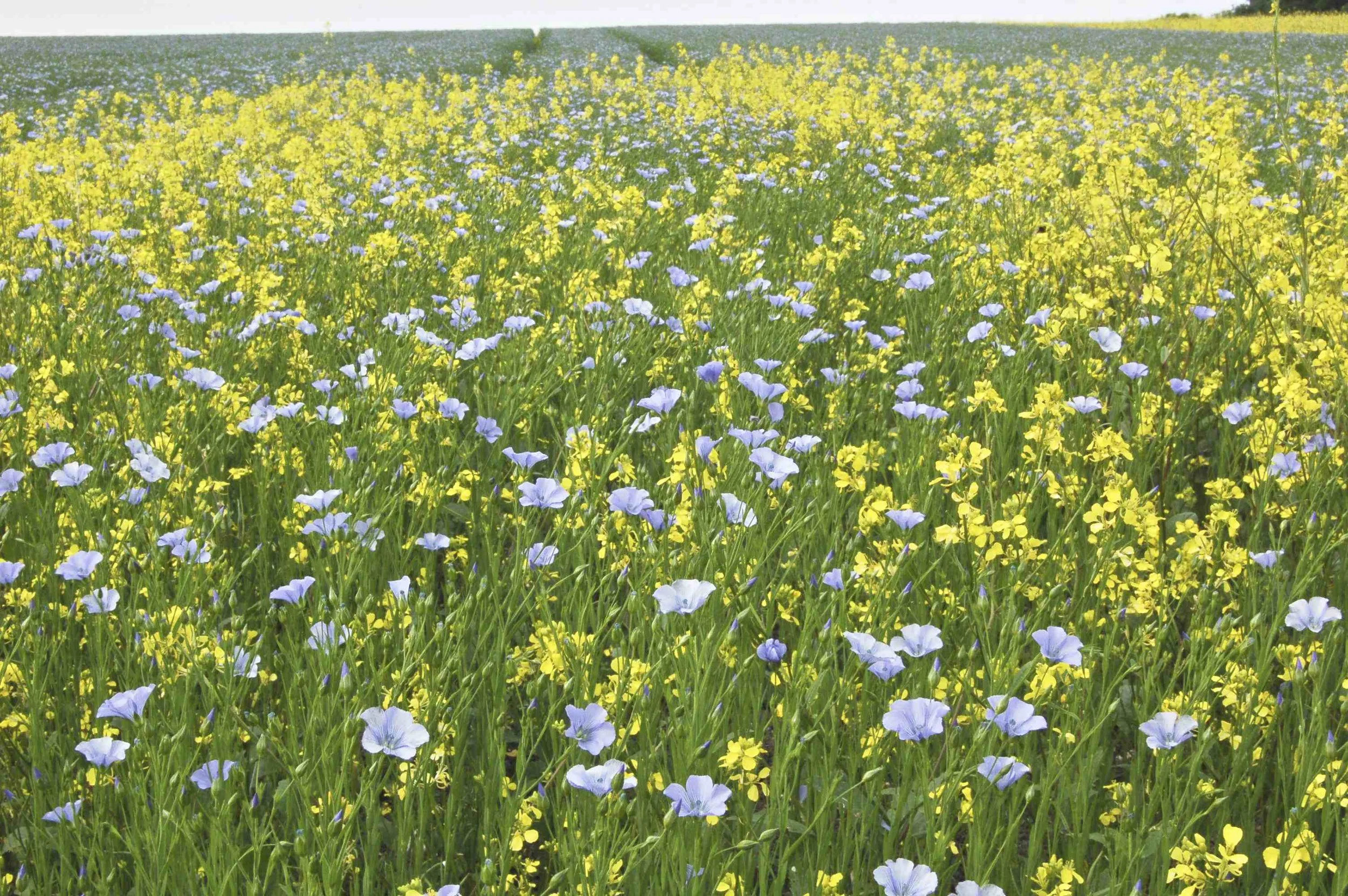 Linseed Field with rogue rape