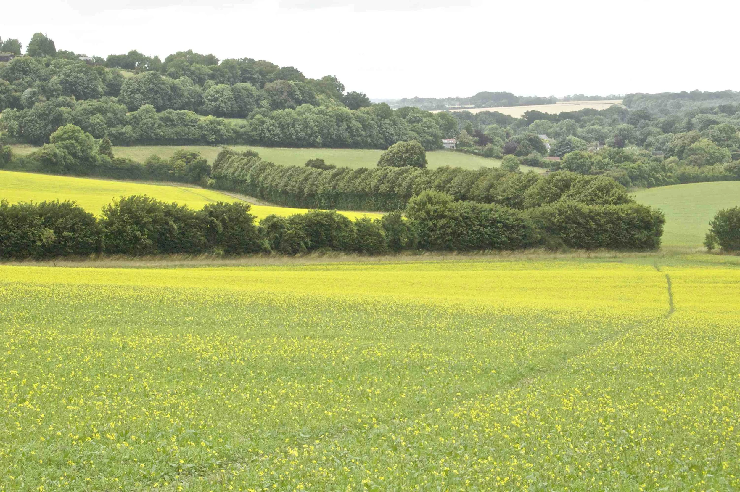 Rape Fields