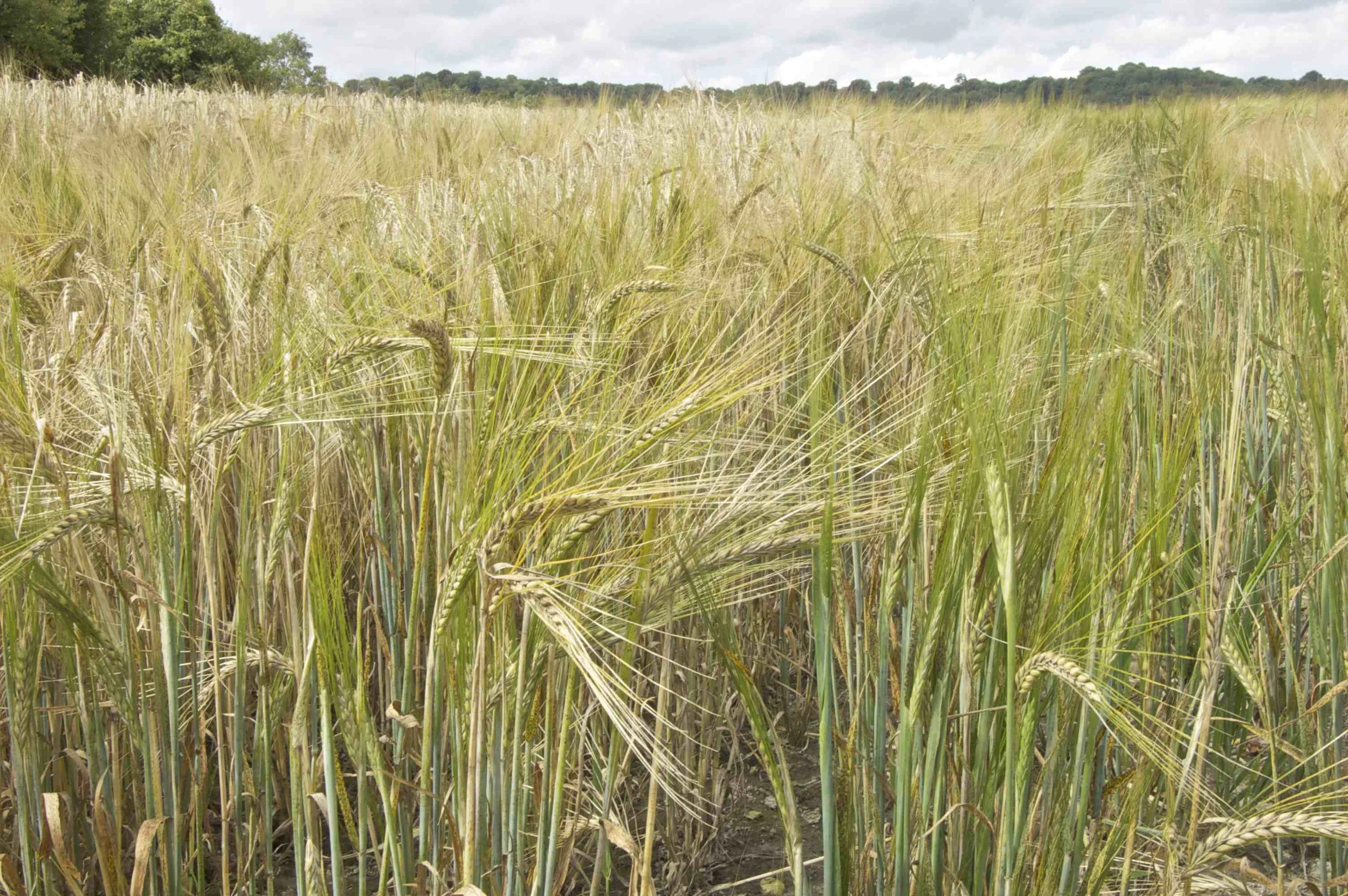 Barley Field