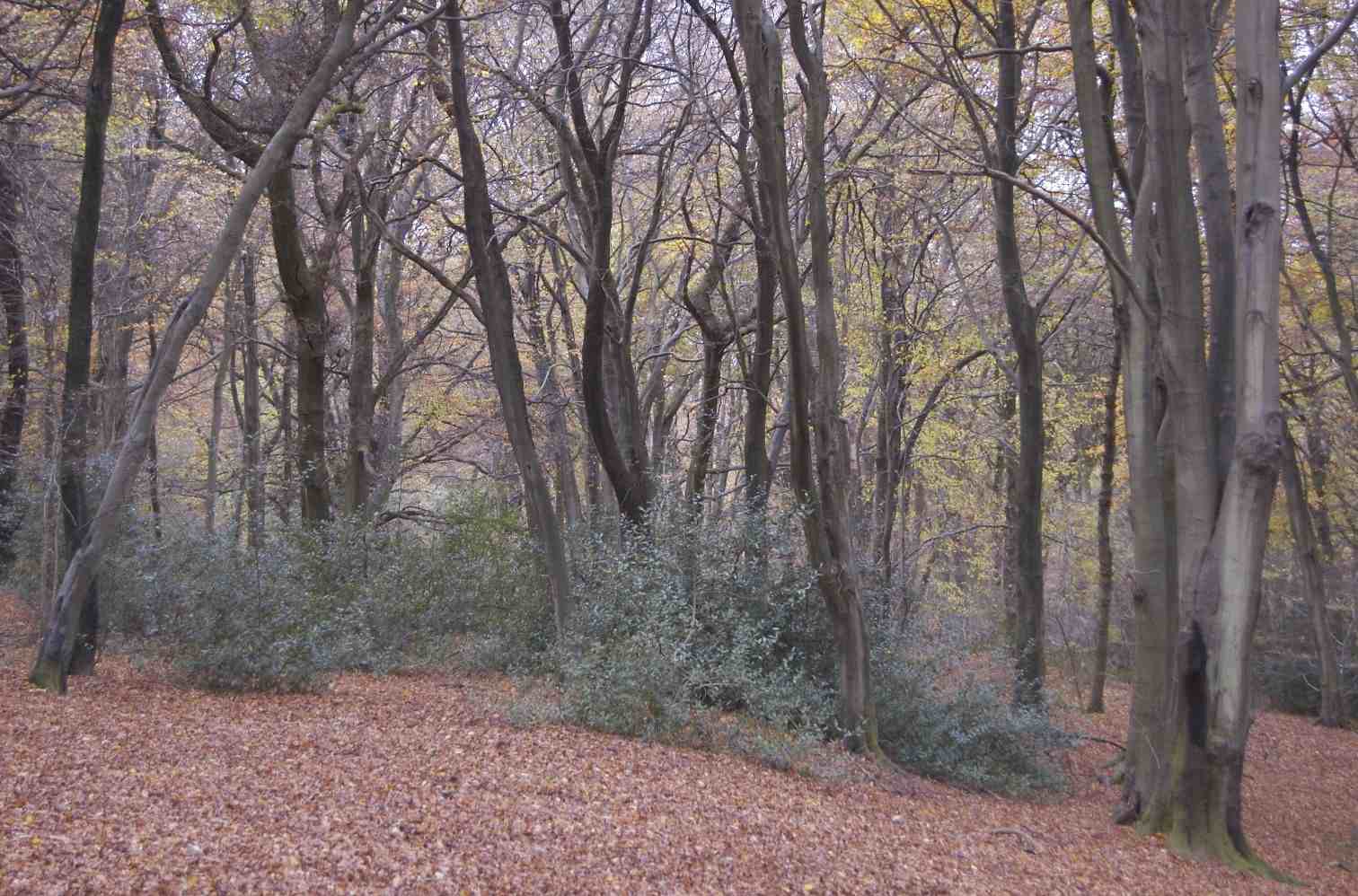 Woodland on Selborne Common 1