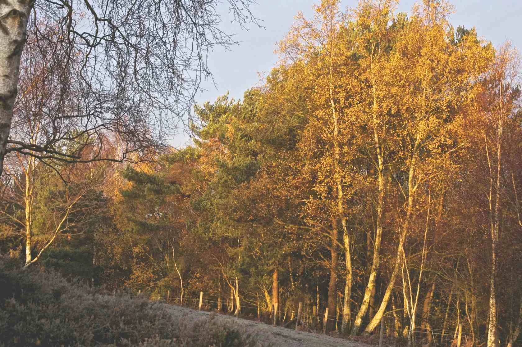 Sunrise on Longmoor Inclosure 2