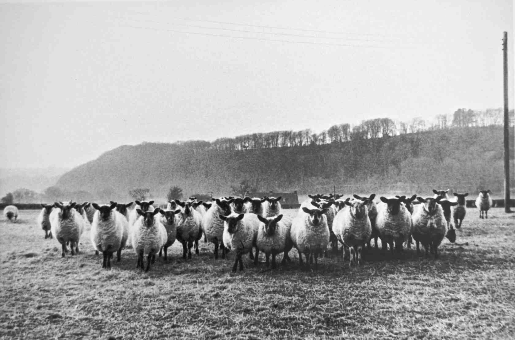 Sheep by Noar Hill