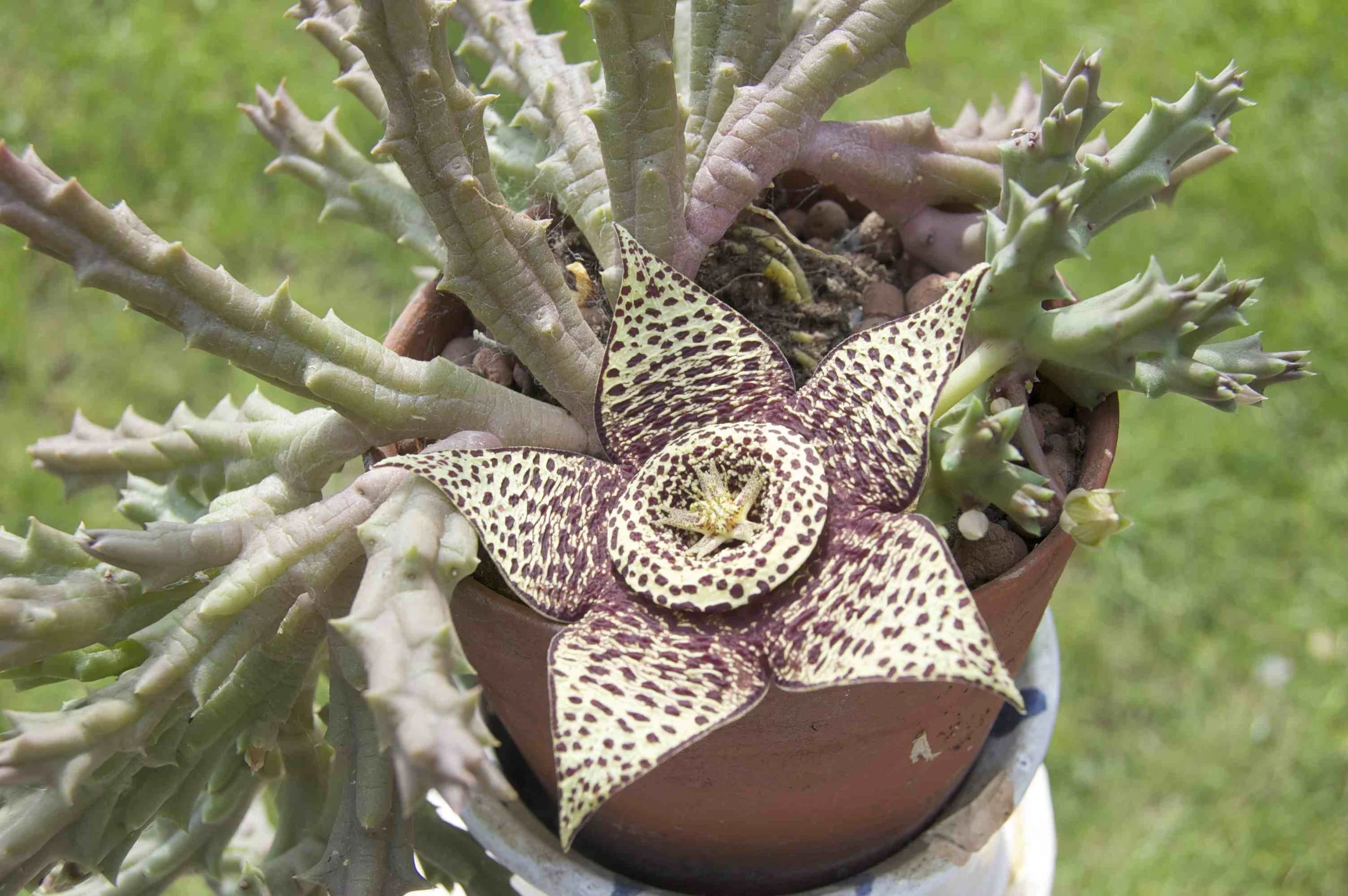Stinking flesh plant (orbea variegata)