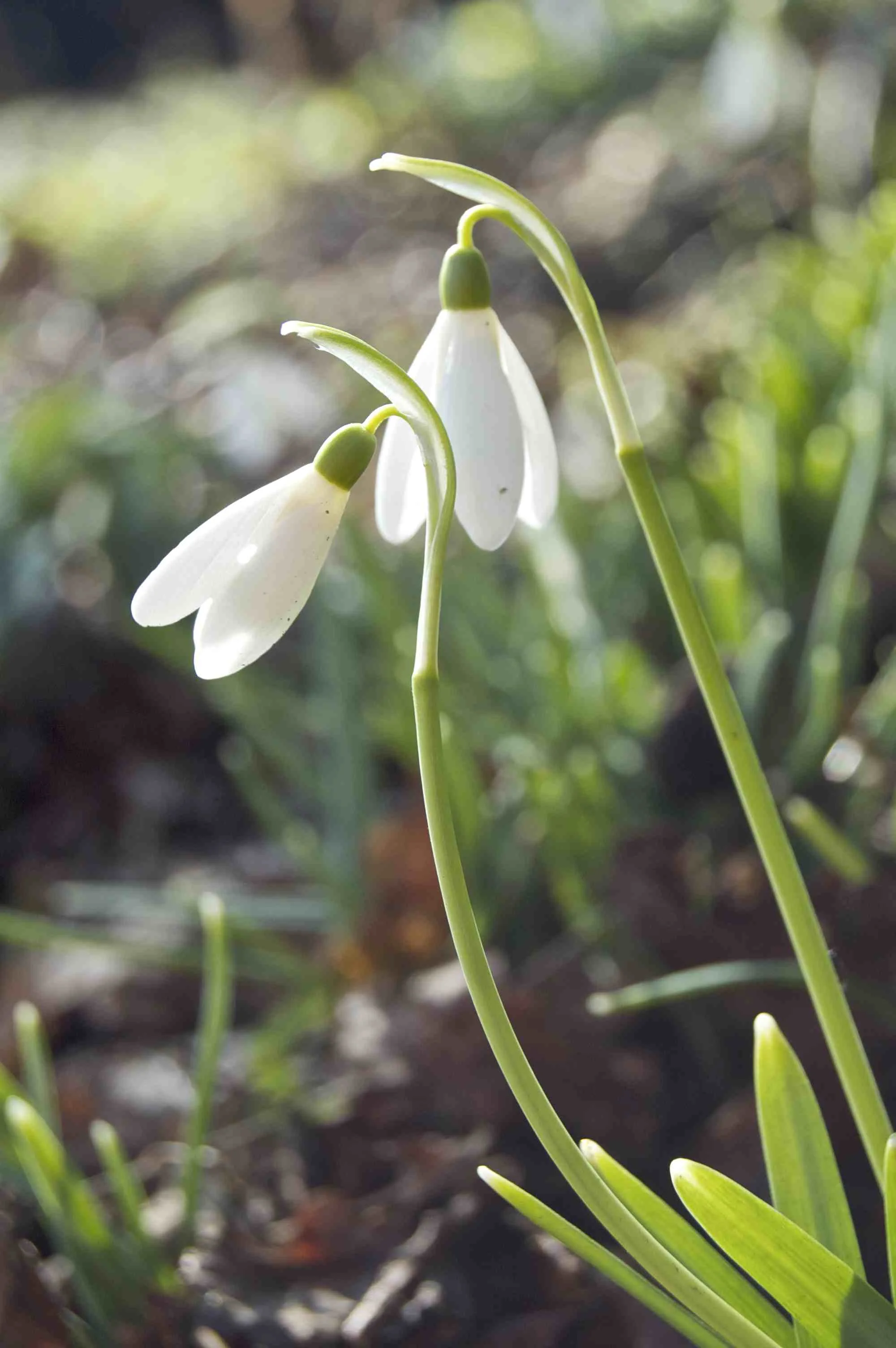 Snowdrops (Galanthus)