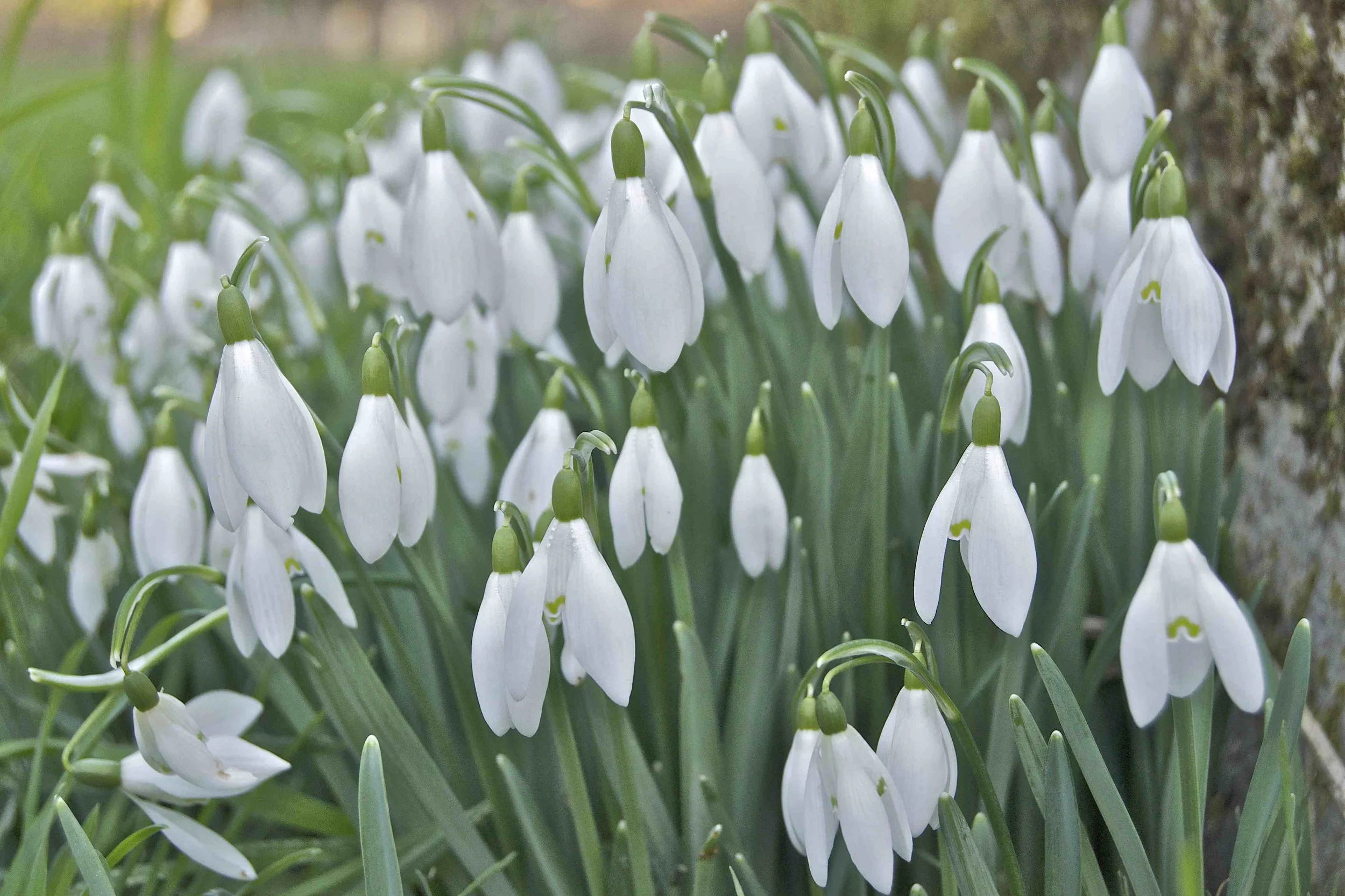 Snowdrops (Galanthus)
