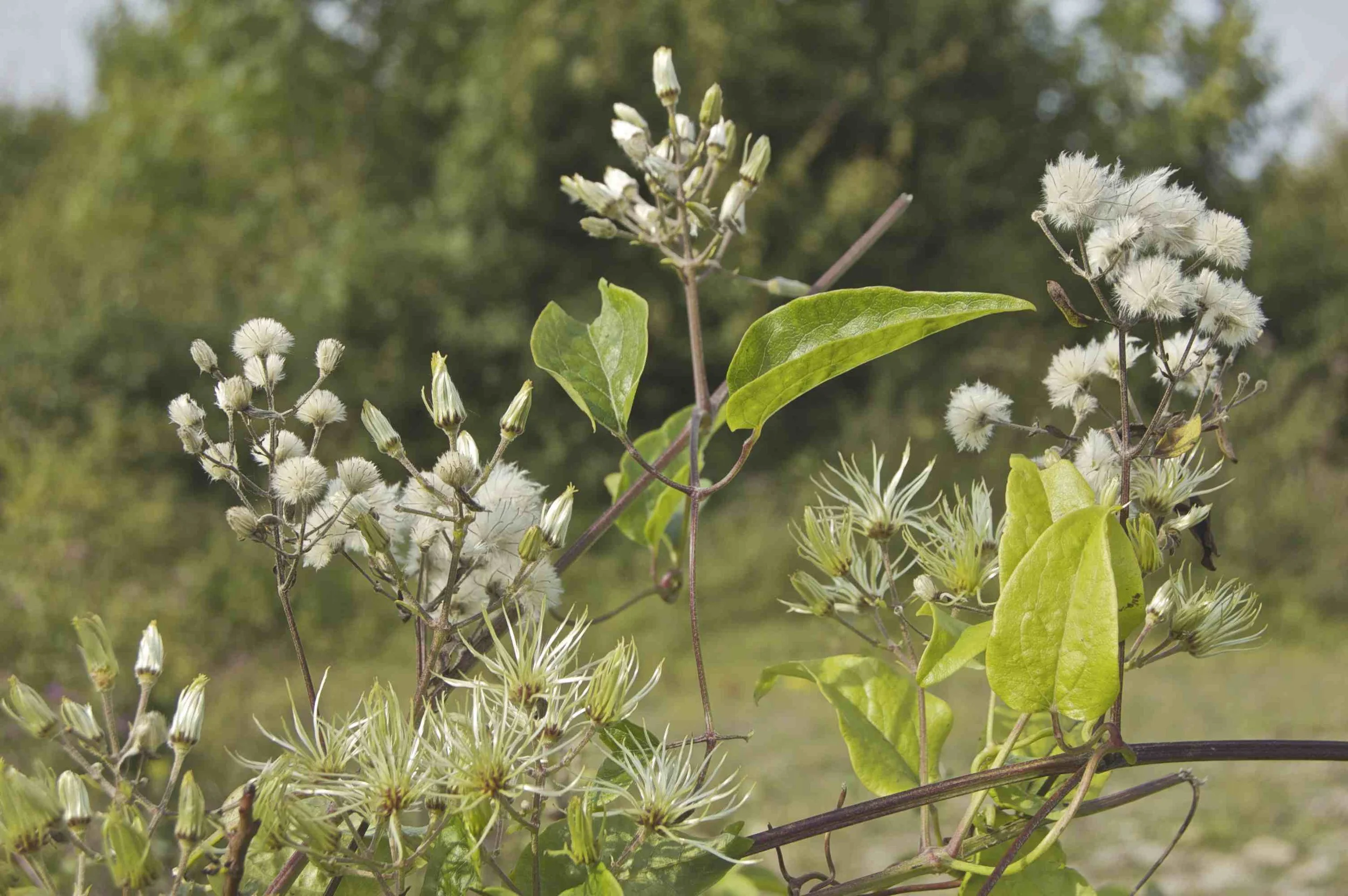 wild clematis (Clematis)
