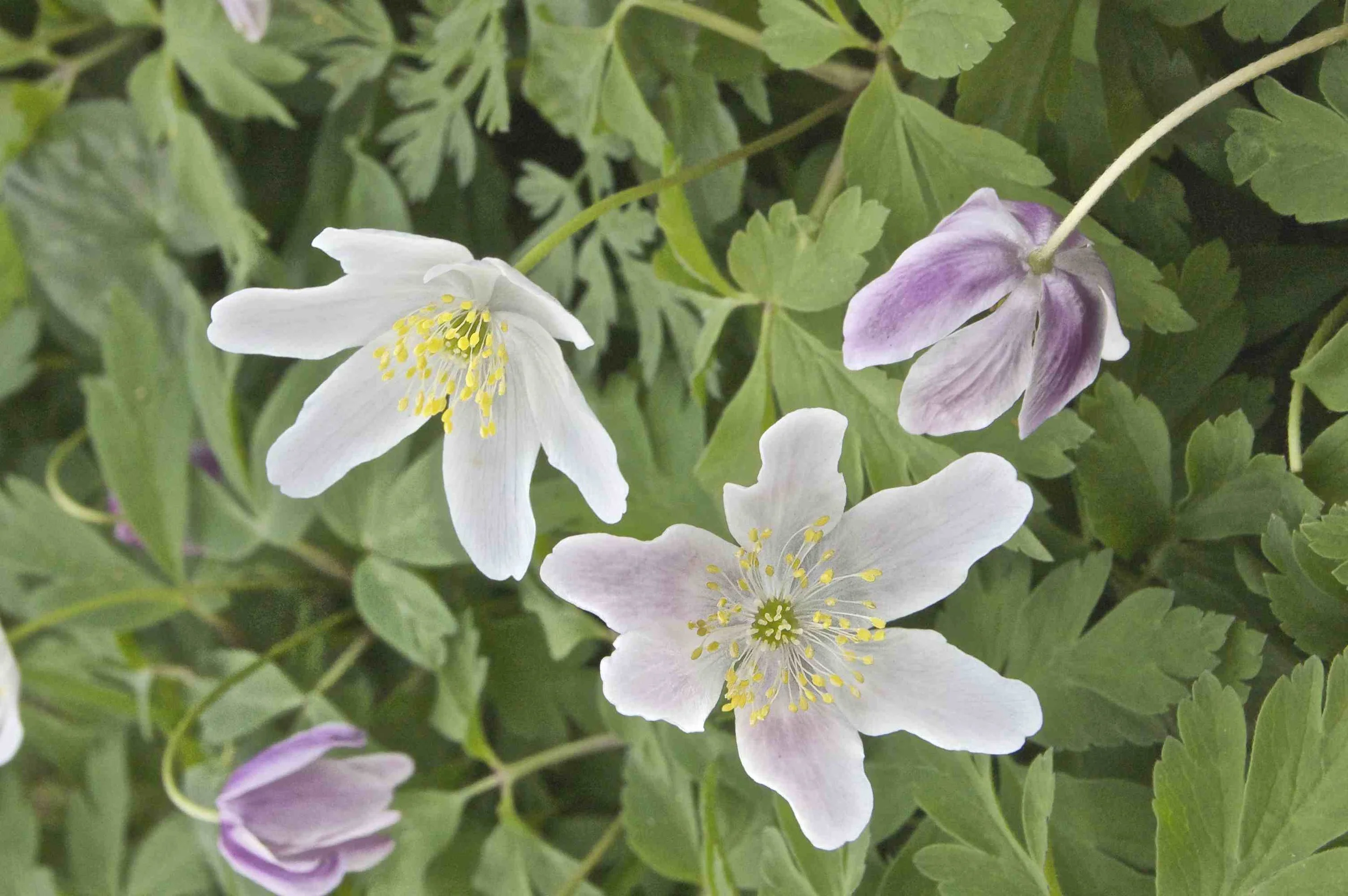 Wood anenomes (Anenome nemorosa)