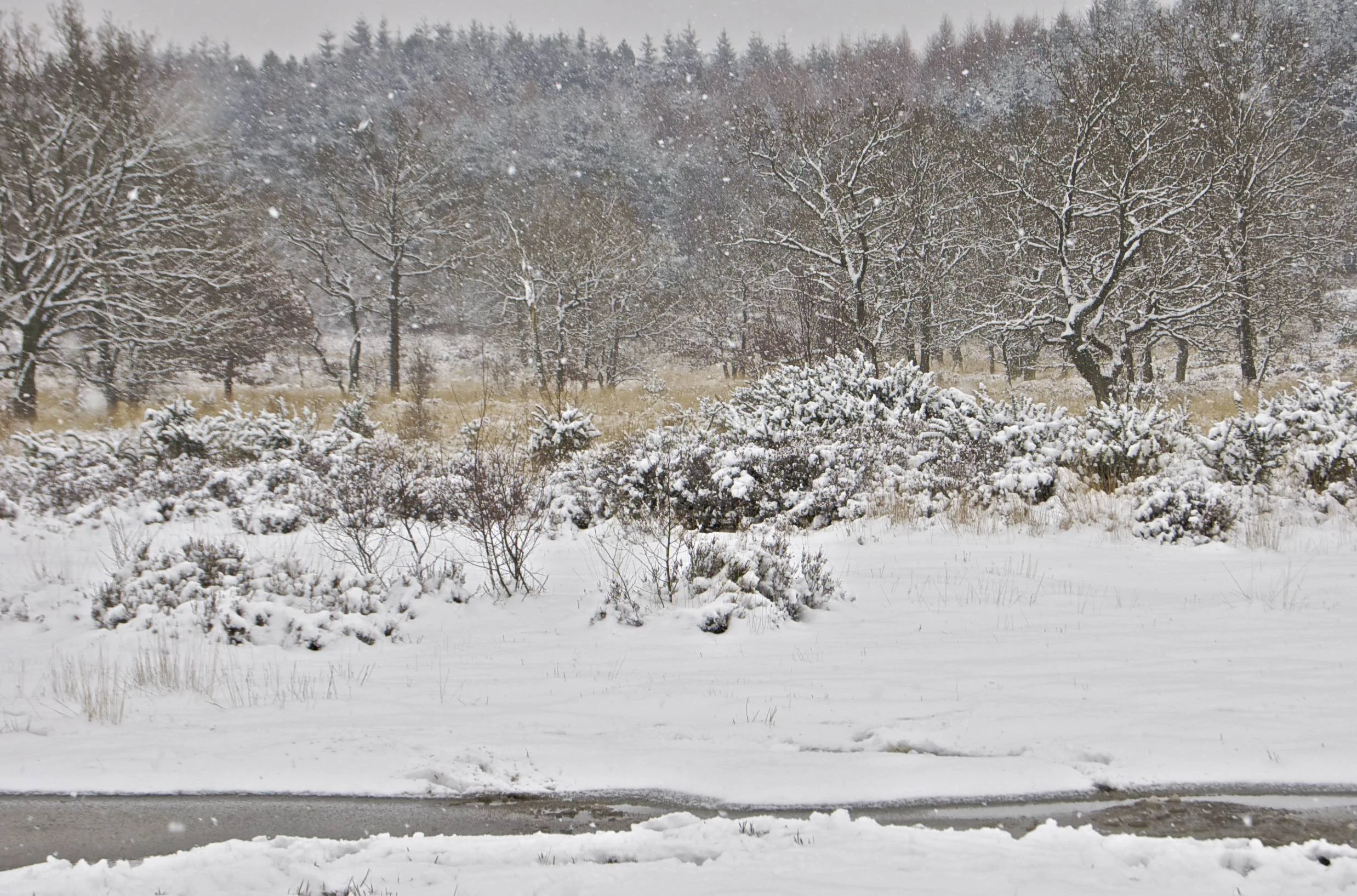 Longmoor Inclosure