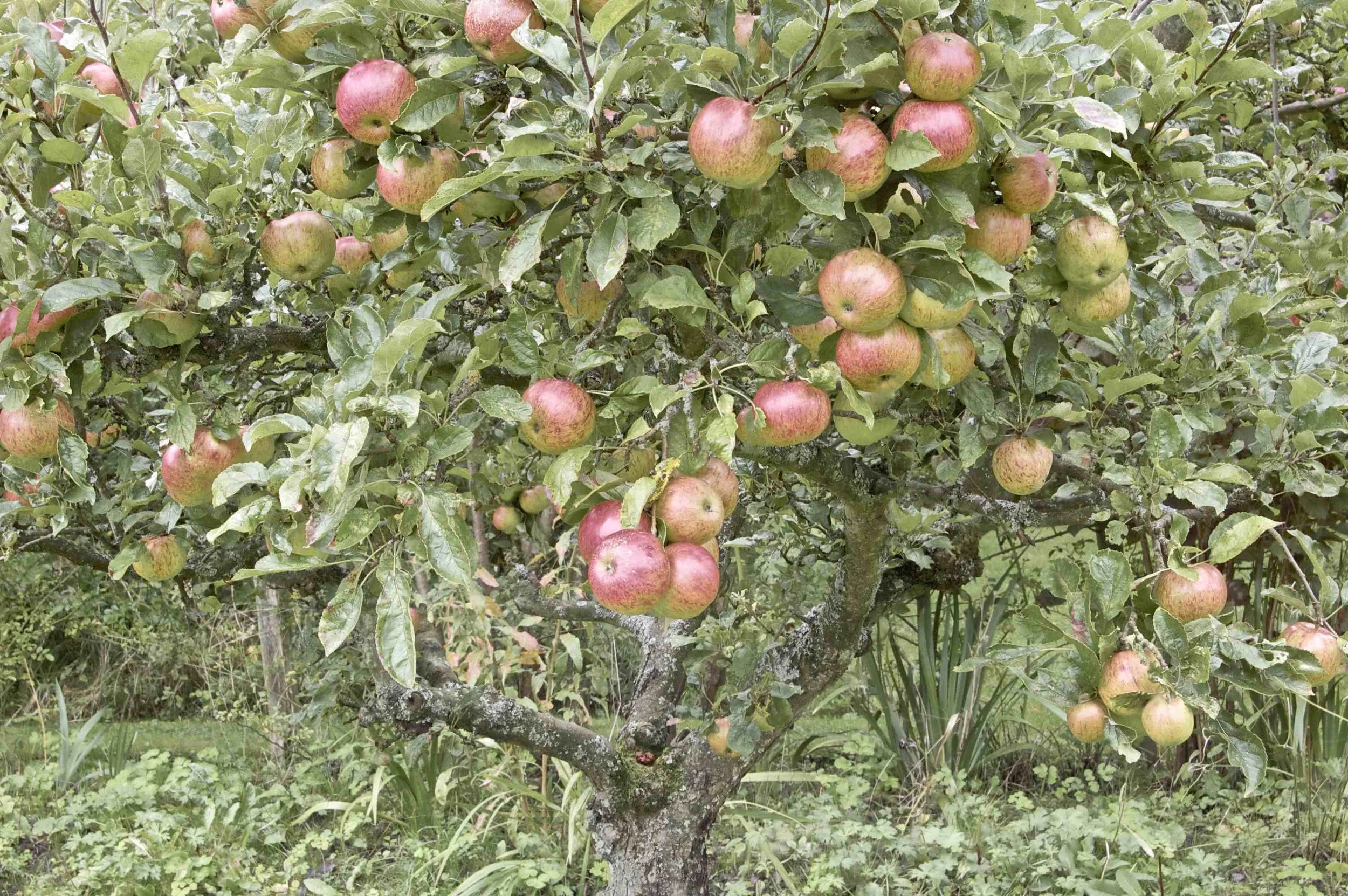 Apple Tree 1