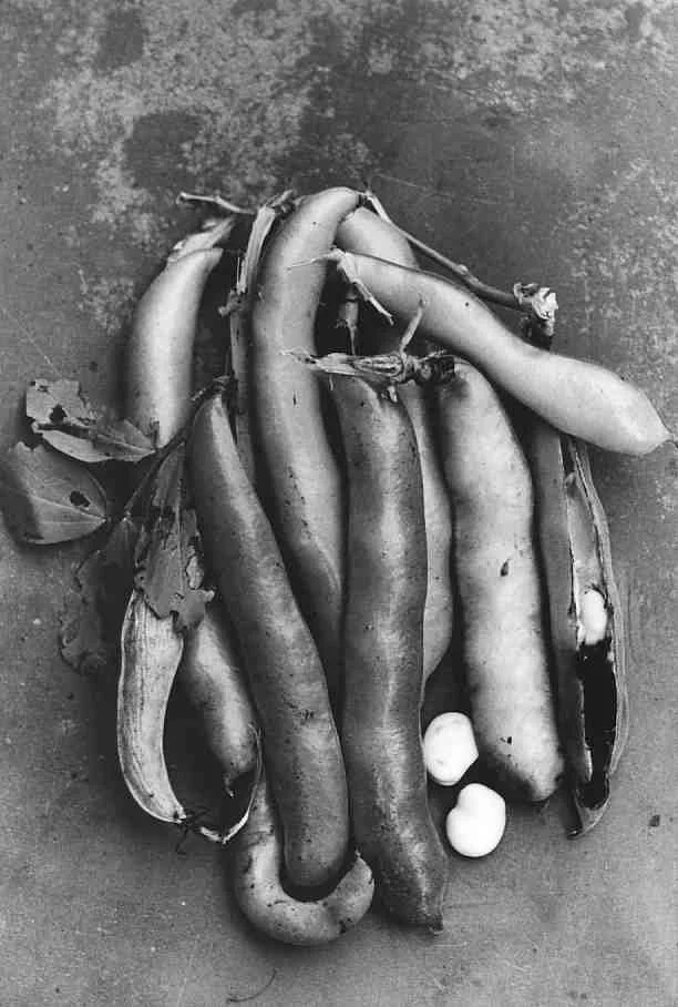 Broad+beans+(Bunyard+Exhibition).jpg