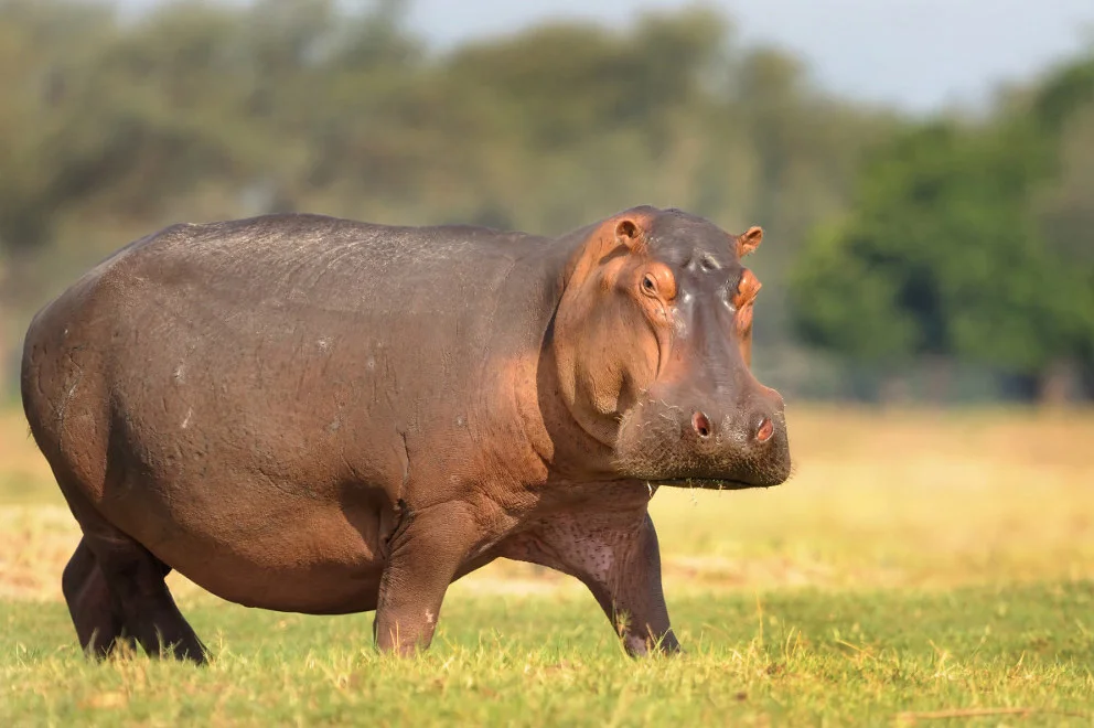 HIPPO Errors