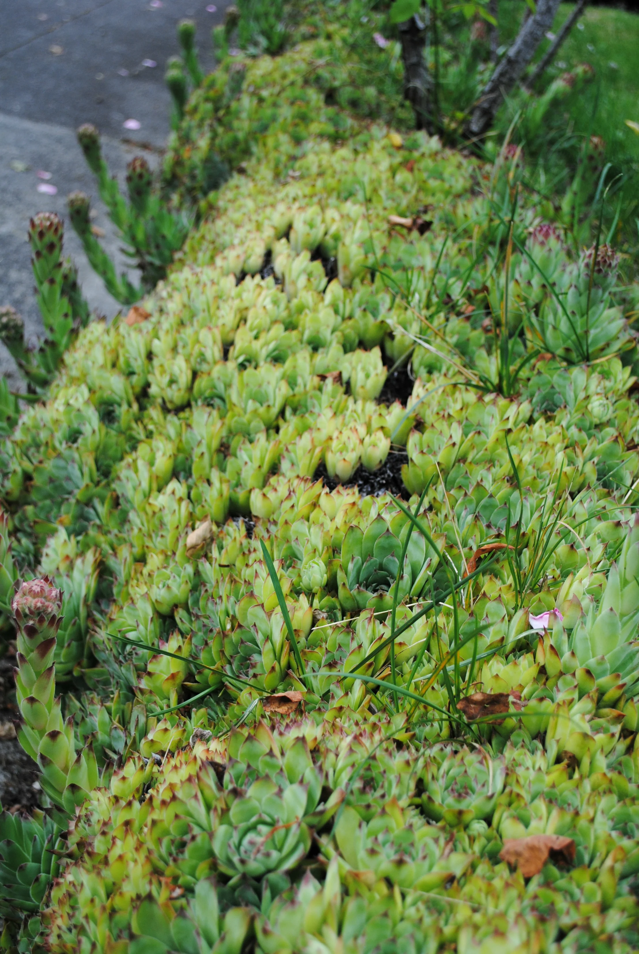 DSC_0687.jpg
