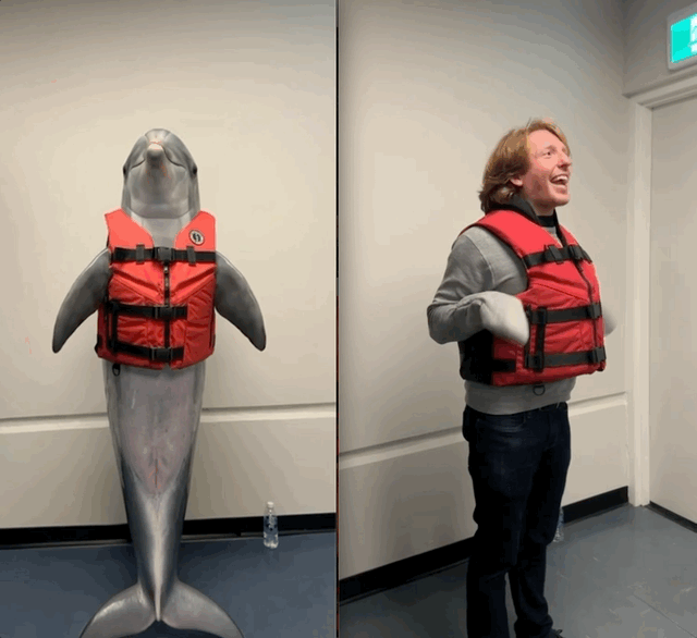 dolphin test.gif