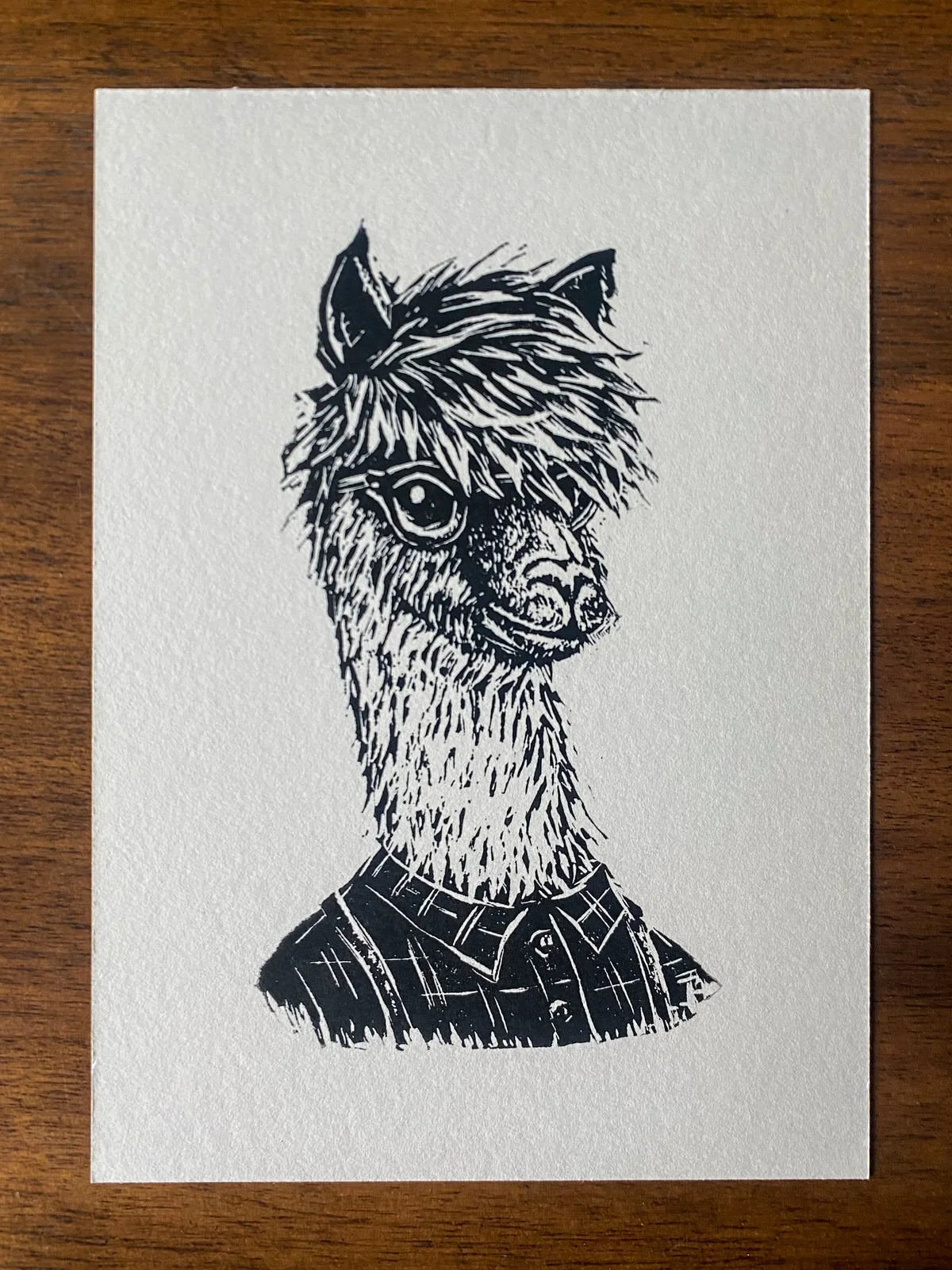 alpaca 2.jpg