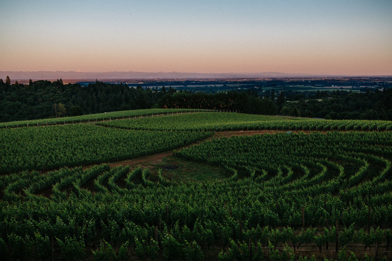 Willamette Valley vineyard photographer Archery Summit 043.JPG