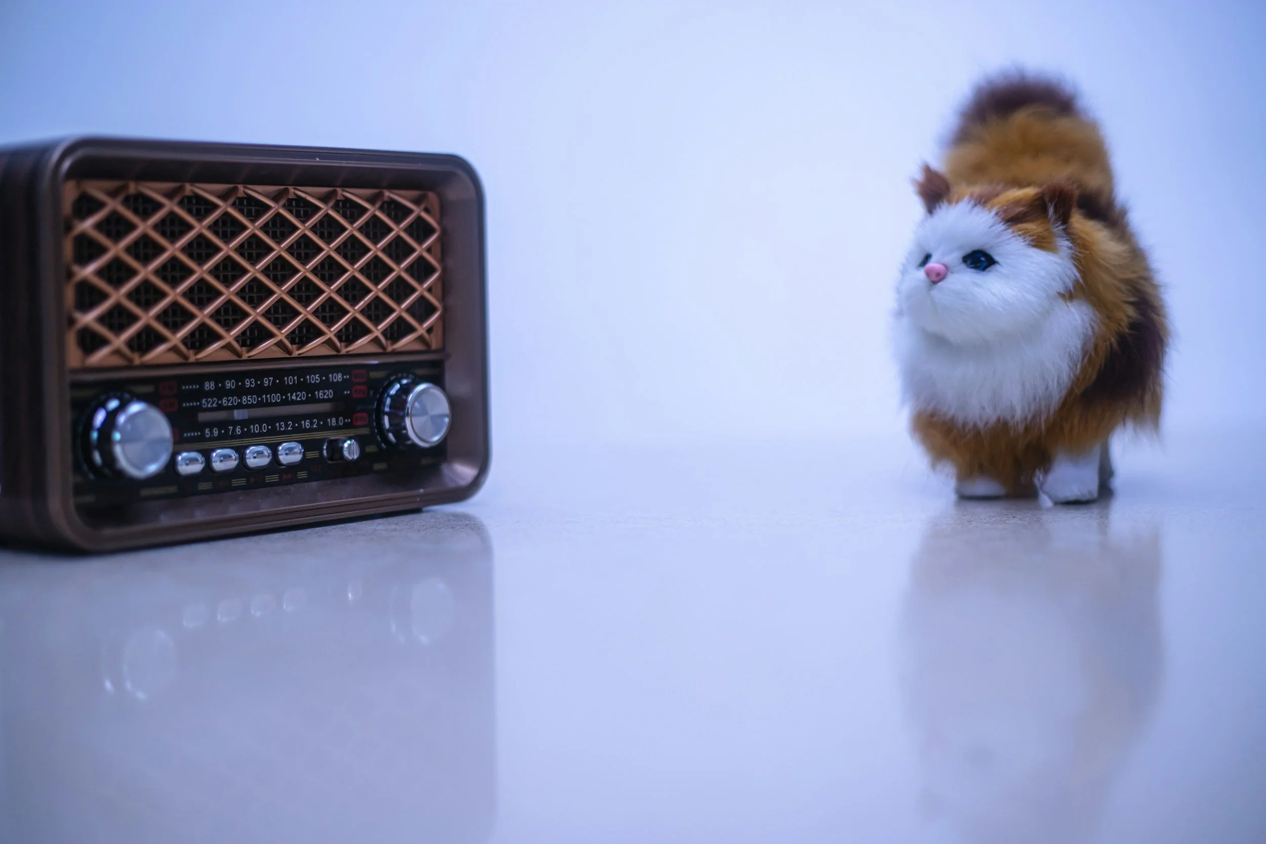 Cat Pix on the Air - 2026