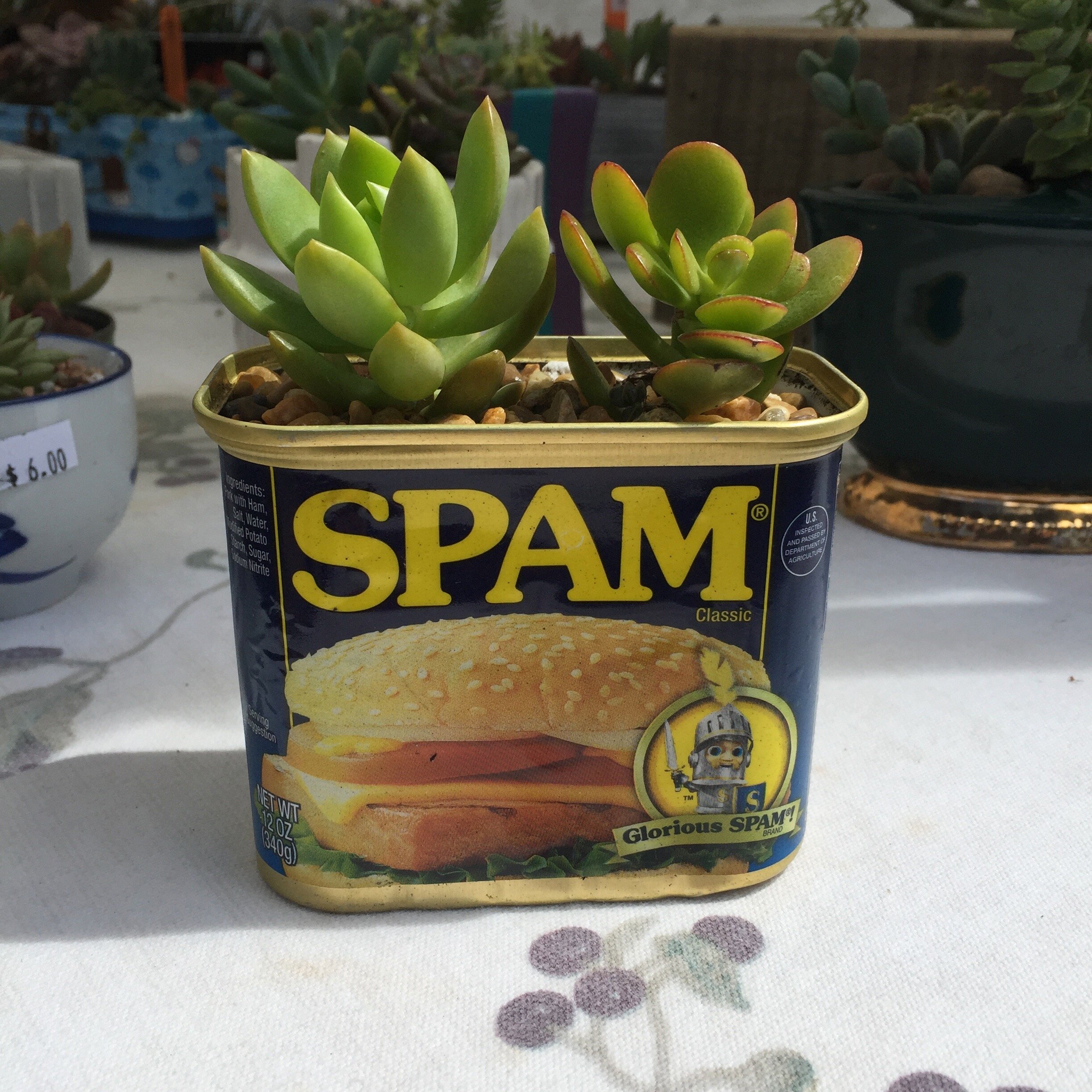 Spam can succulent spotted at KCC Farmer's Market