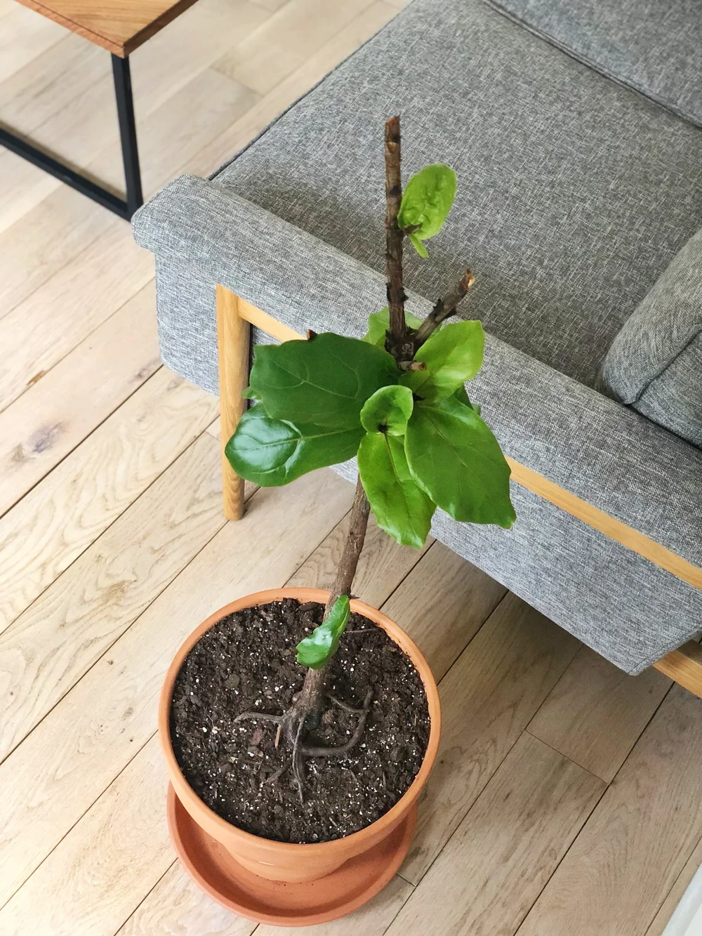 My Fickle Leaf Fig  The Komos