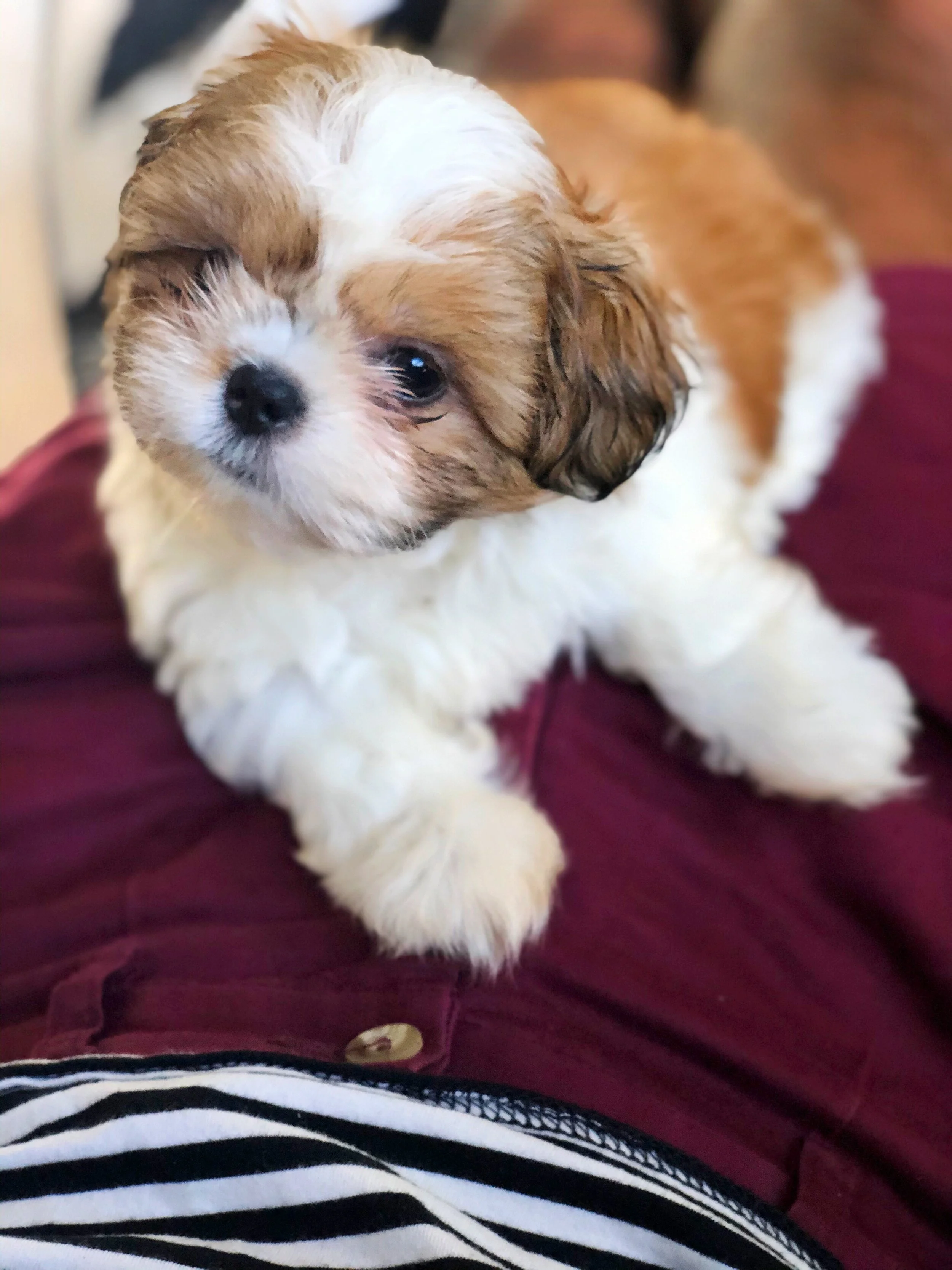 We Got a Puppy! Meet Boba T. Komo.