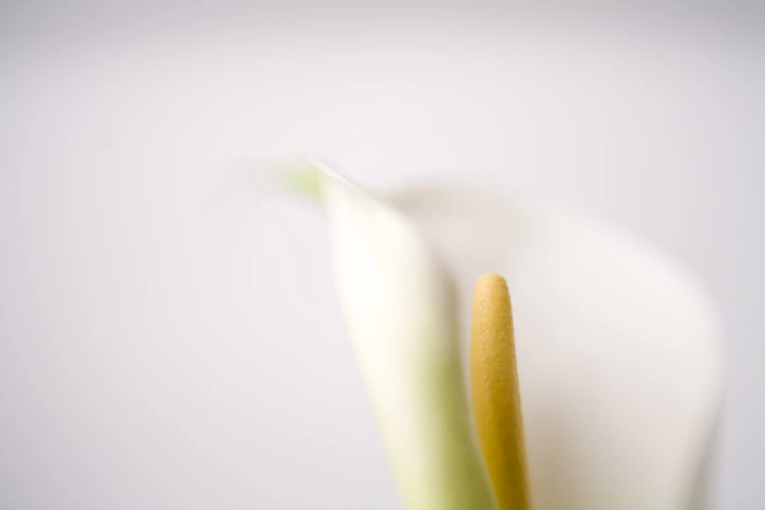 _MG_3488-Edit.jpg
