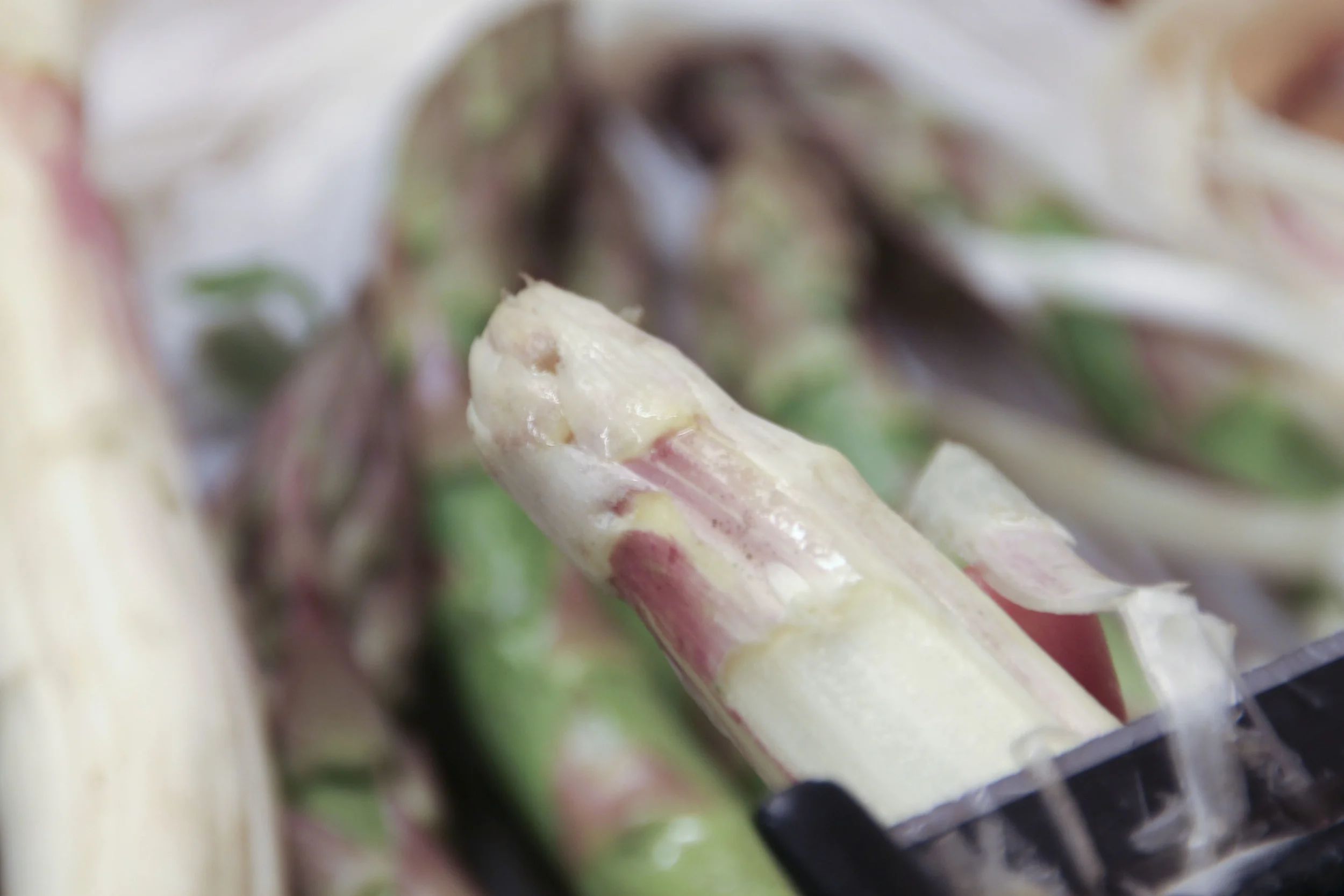 spargel1595.jpg