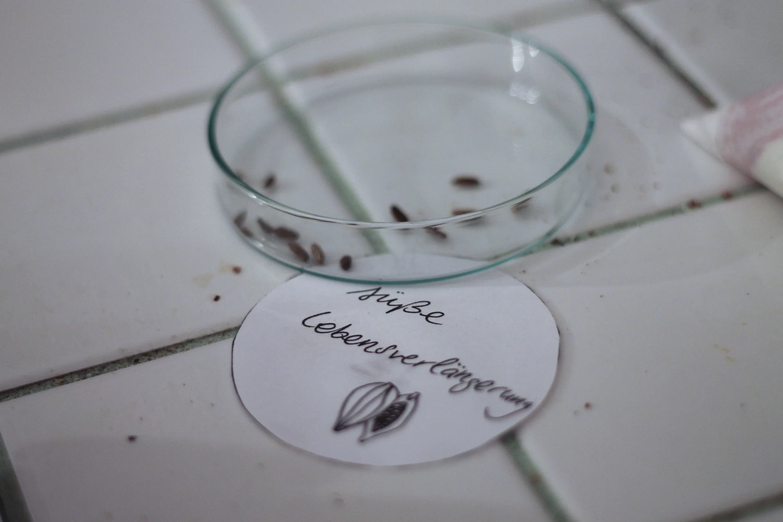 Wild & Root, supperclub2949.jpg