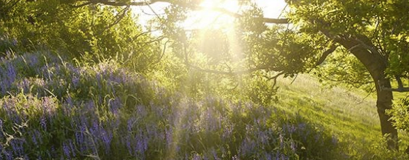 RETREAT// Indian summer Yoga & Healing Retreat with Shirin, Ukermark | Deutschland